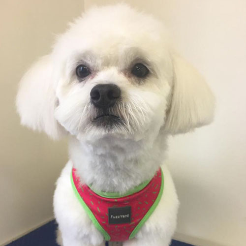 Our Groomers Dog Grooming Mornington Peninsula Dog Groomers