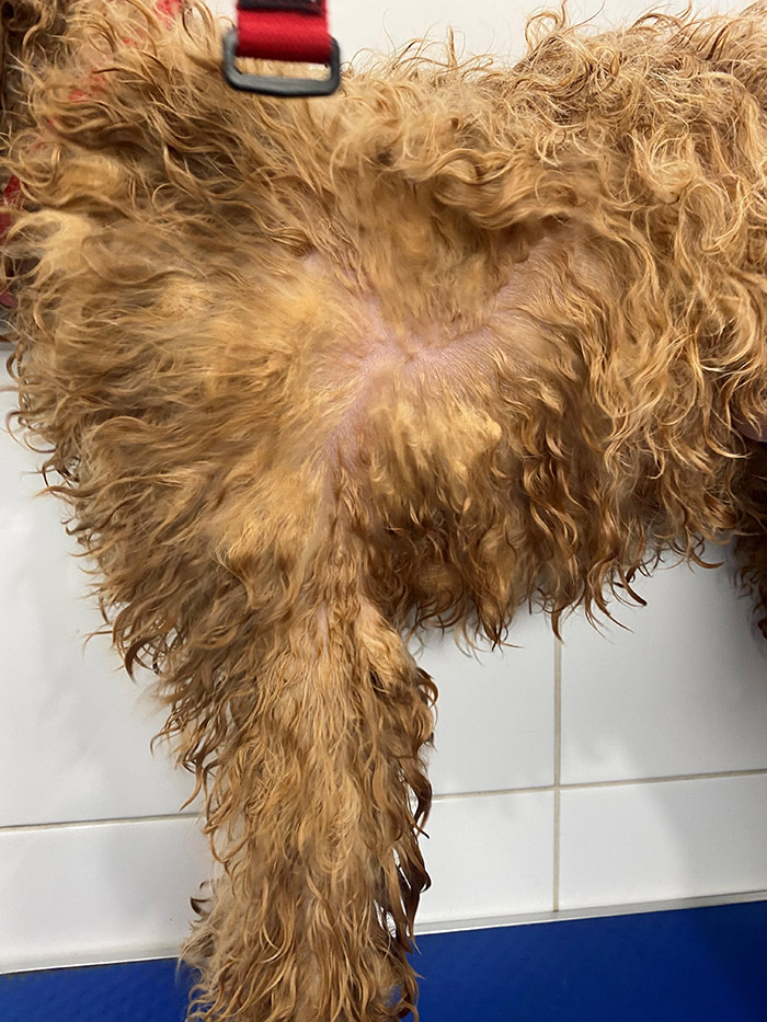 What is Matting? Dog Grooming Mornington Peninsula Dog Groomers