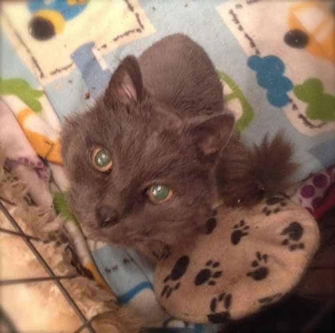 Dusty Cat's Big Day Out A World Premiere Video