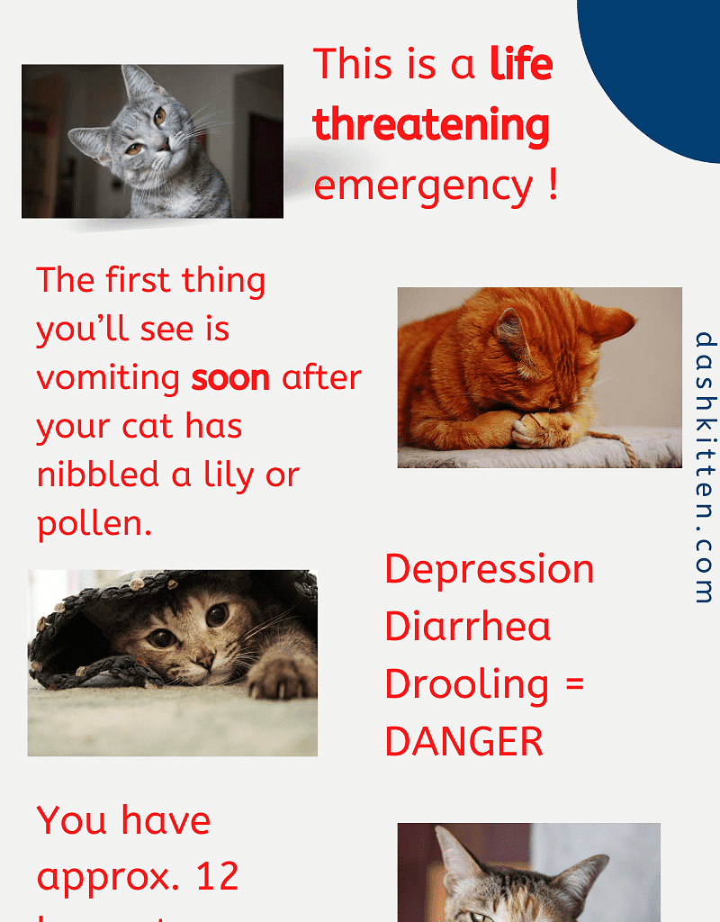 How to Save Your Cat from Lily Poisoning Dash Kitten