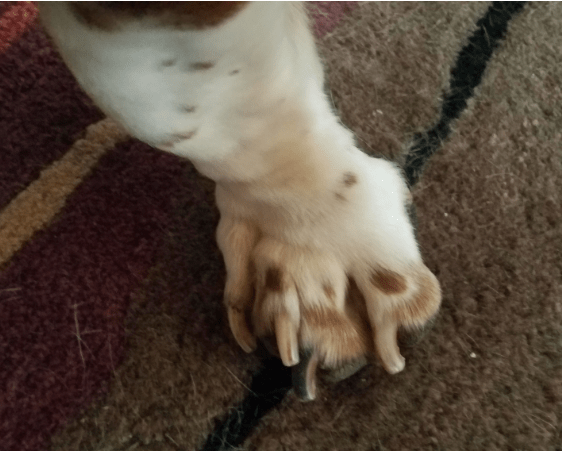 thick dog nails