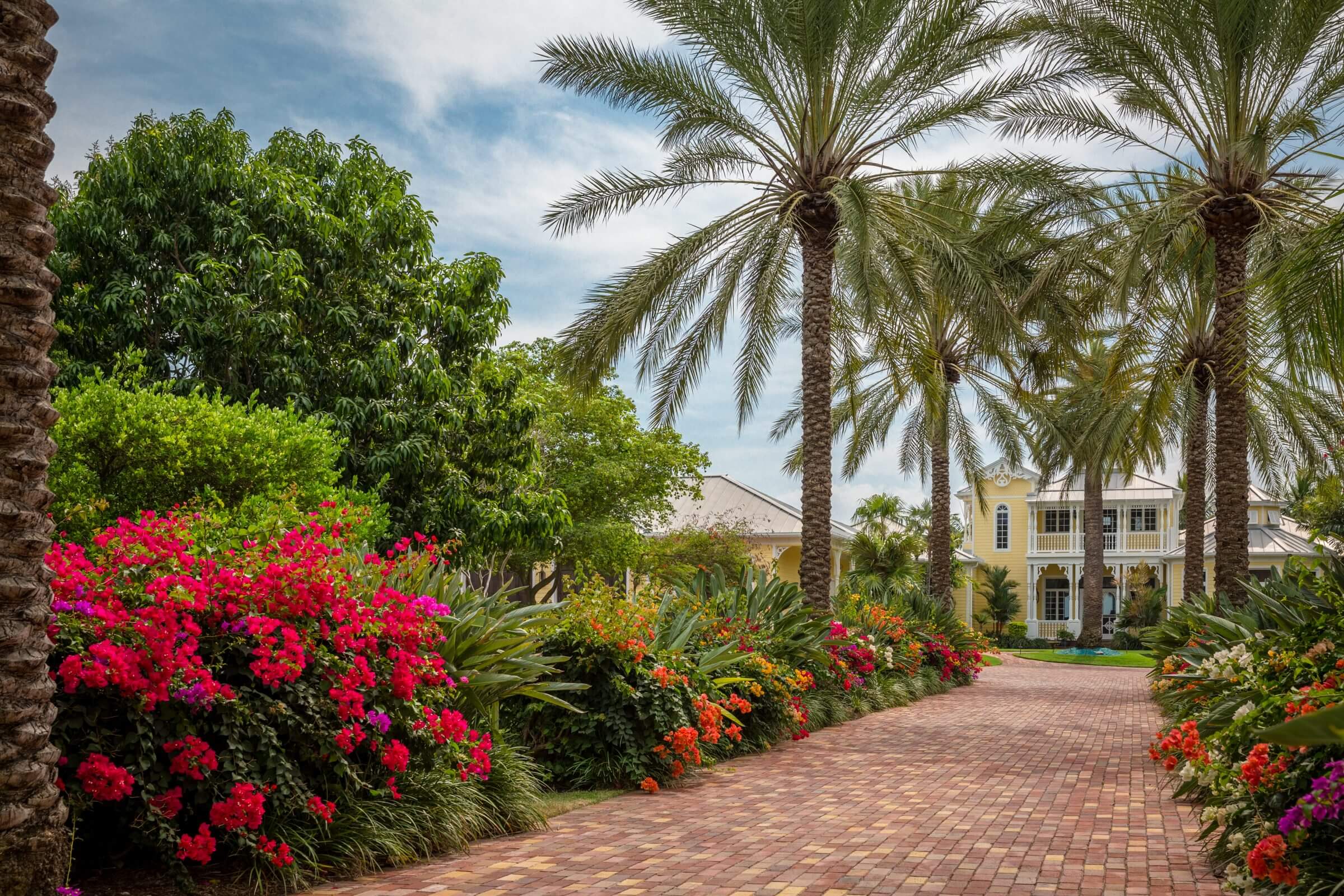 Palms in Paradise D'Asign Source