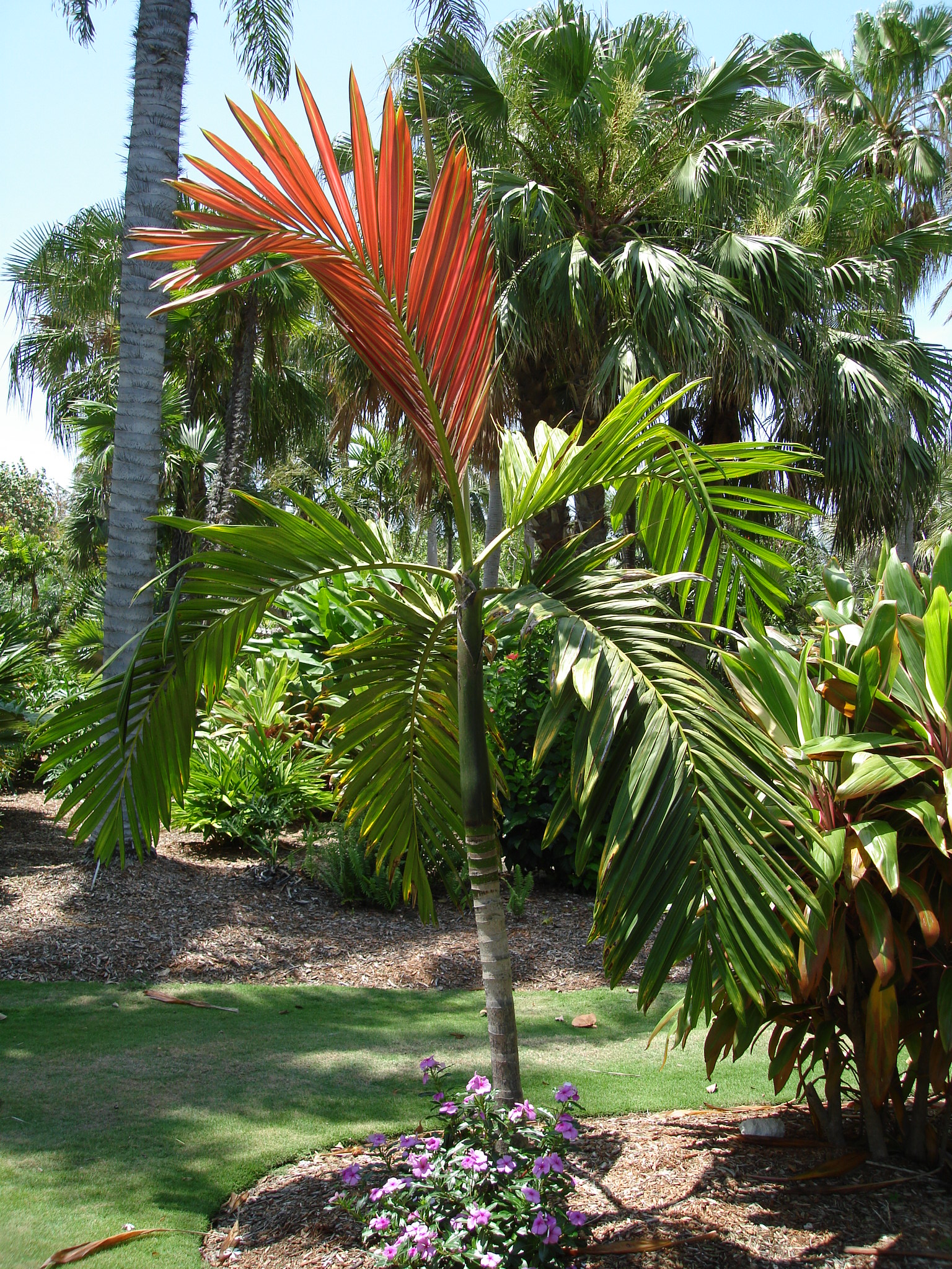 Chambeyronia macrocarpa Red Feather Palm D'Asign Source Botanicals