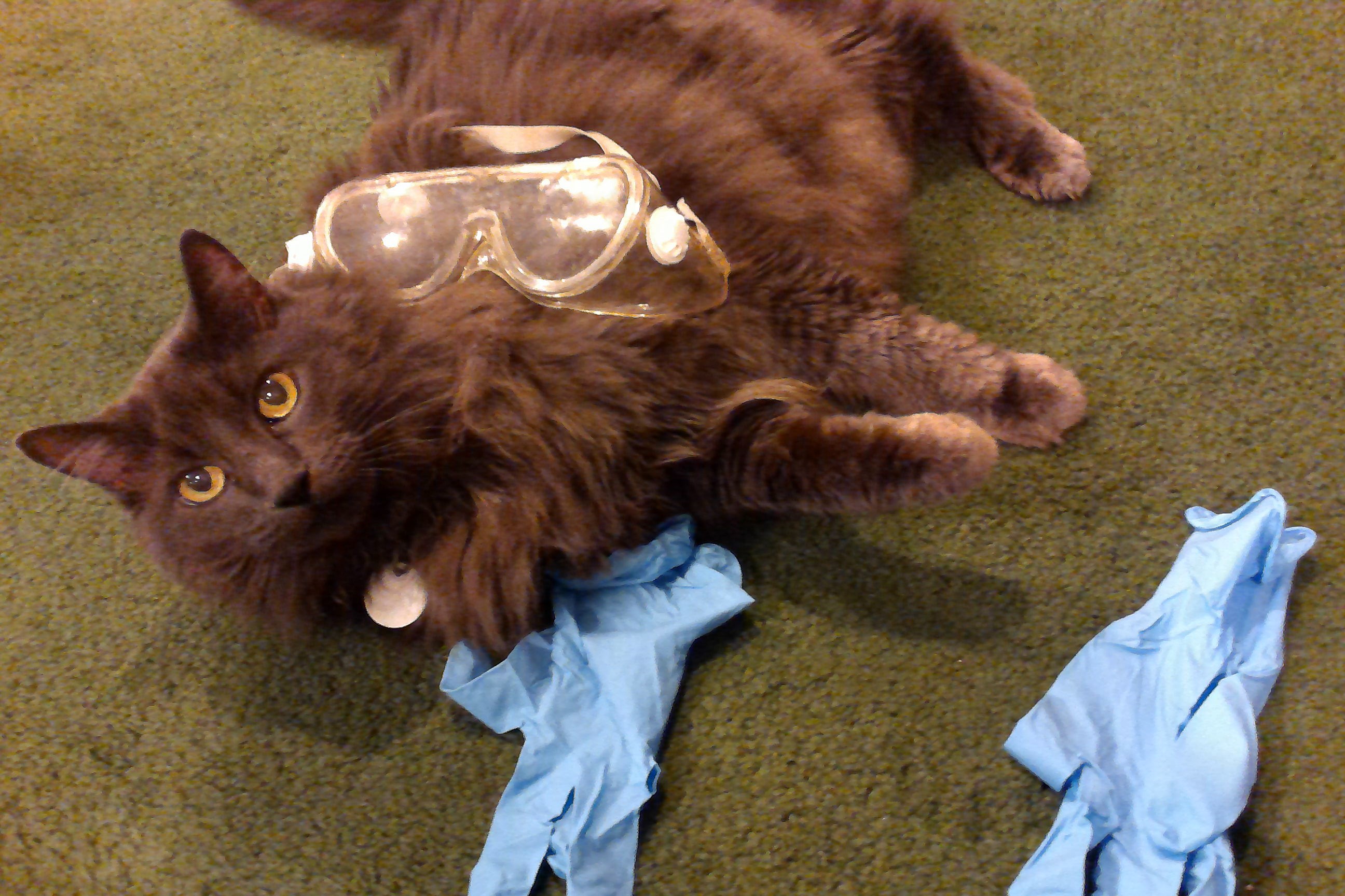 The Three Dimensions of the NGSS According to Science Cat – Daskalos