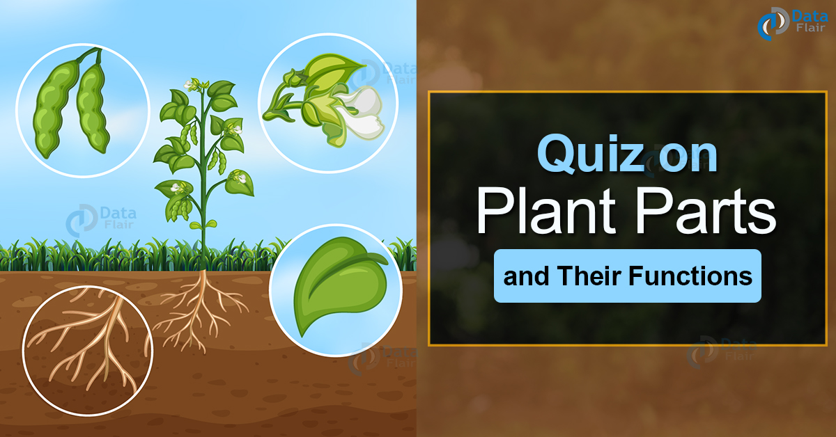 Quiz on Plant Parts and Their Functions DataFlair