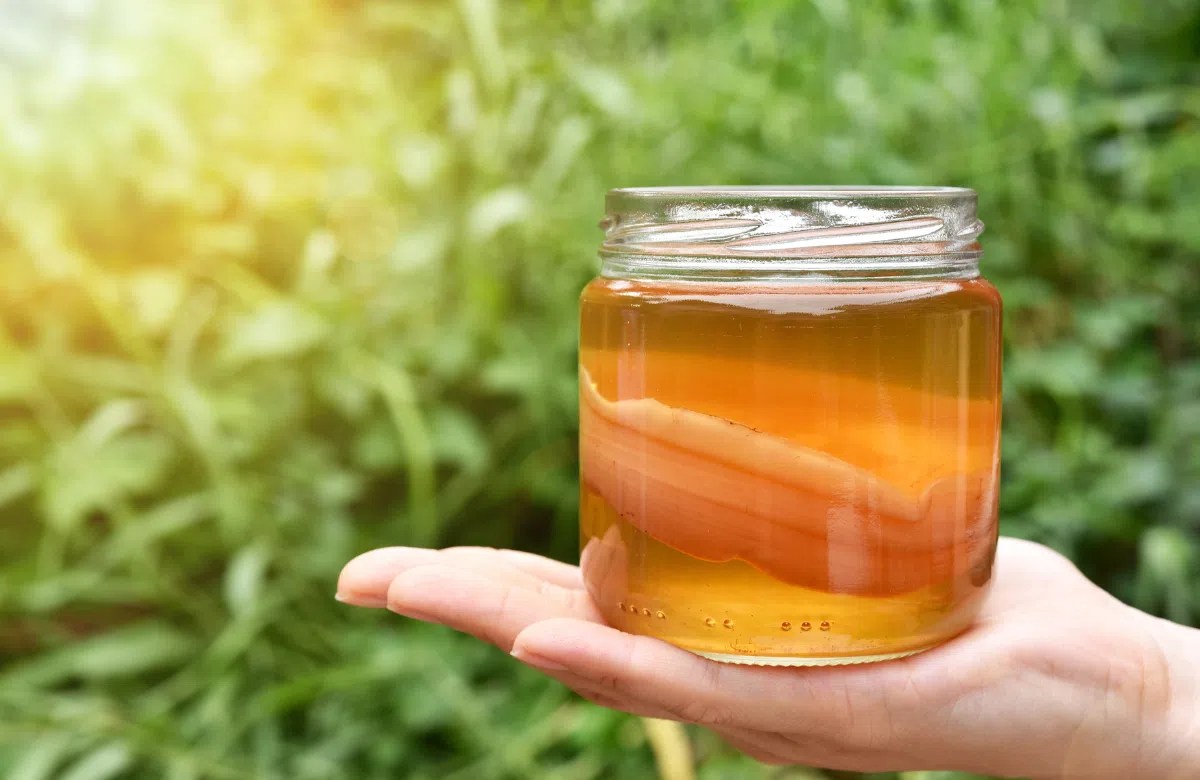 Scoby là gì? “Bí mật” của thức uống lên men Kombucha bổ dưỡng