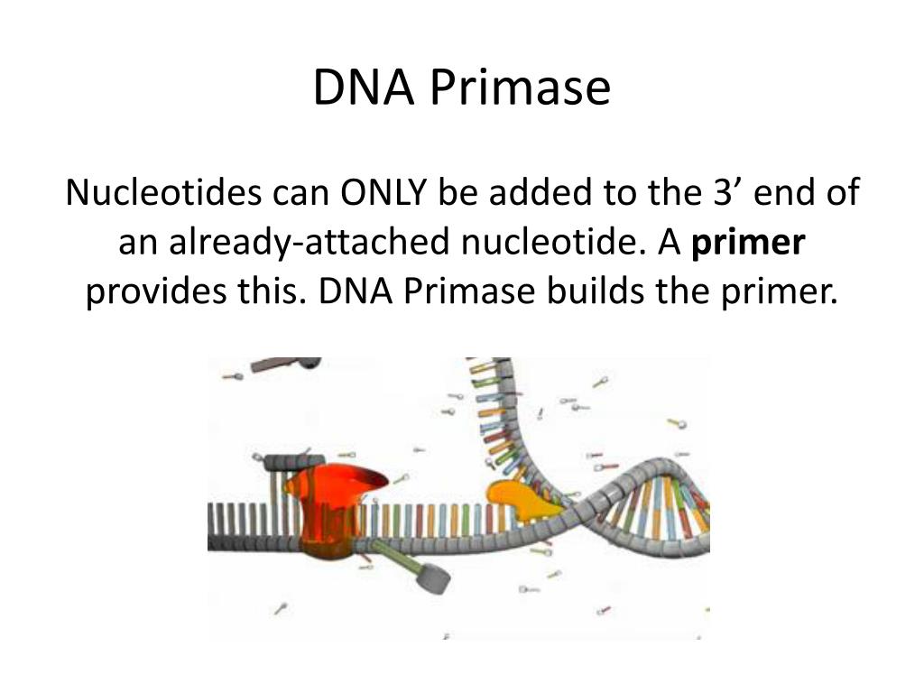 The Role Of DNA Promase In DNA Replication 10th Collection