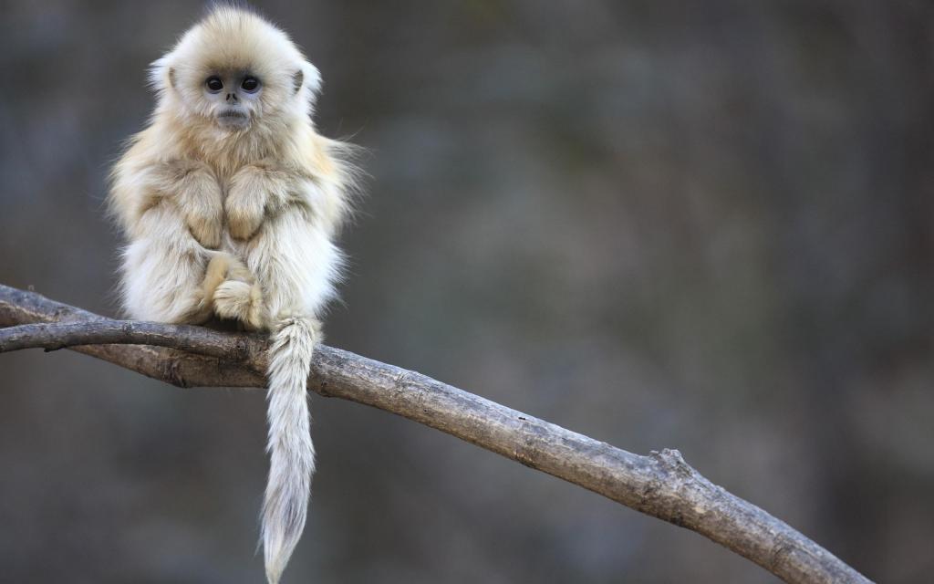 Cute White Monkey HD desktop wallpaper Widescreen High Definition