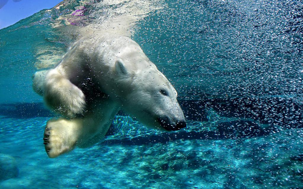 Diving Polar Bear HD desktop wallpaper Widescreen High Definition