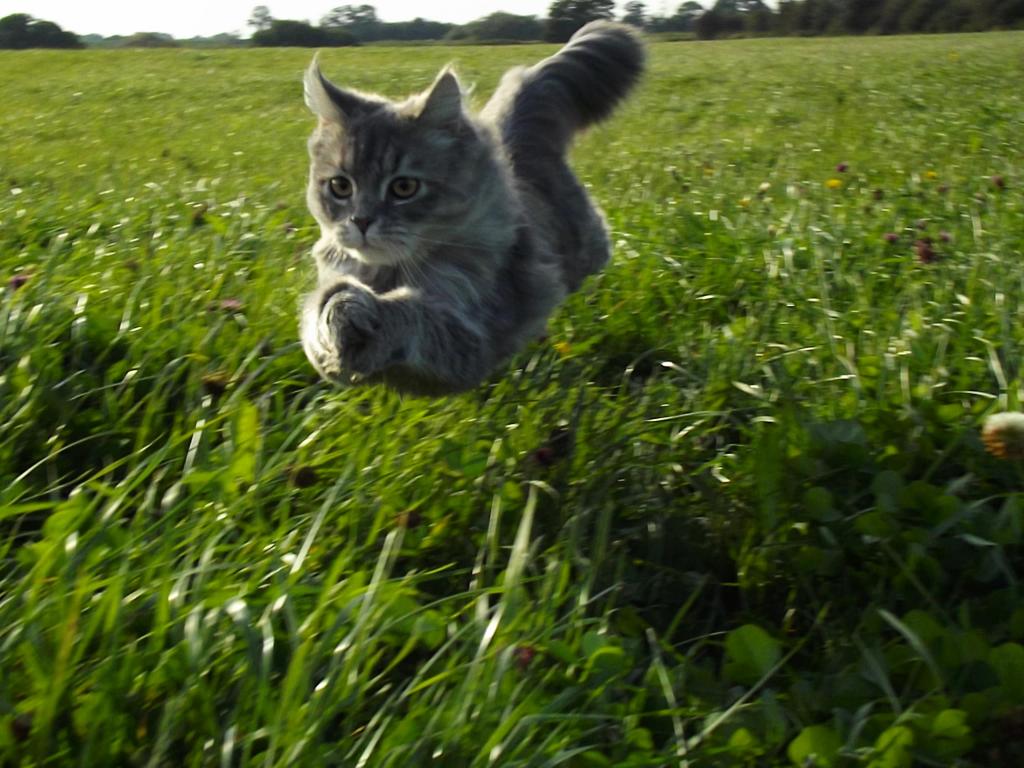 Летающие Котики Картинки Telegraph