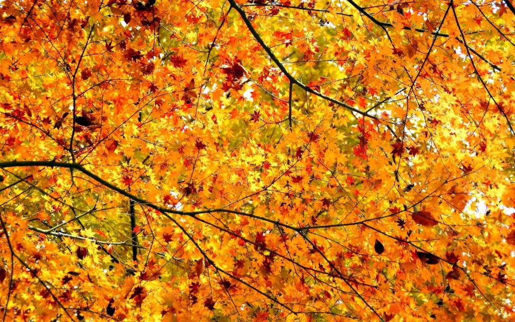 Golden branches HD desktop wallpaper Widescreen High Definition