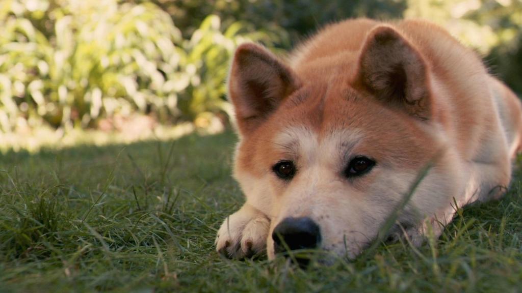 Hachiko HD desktop wallpaper Widescreen High Definition Fullscreen