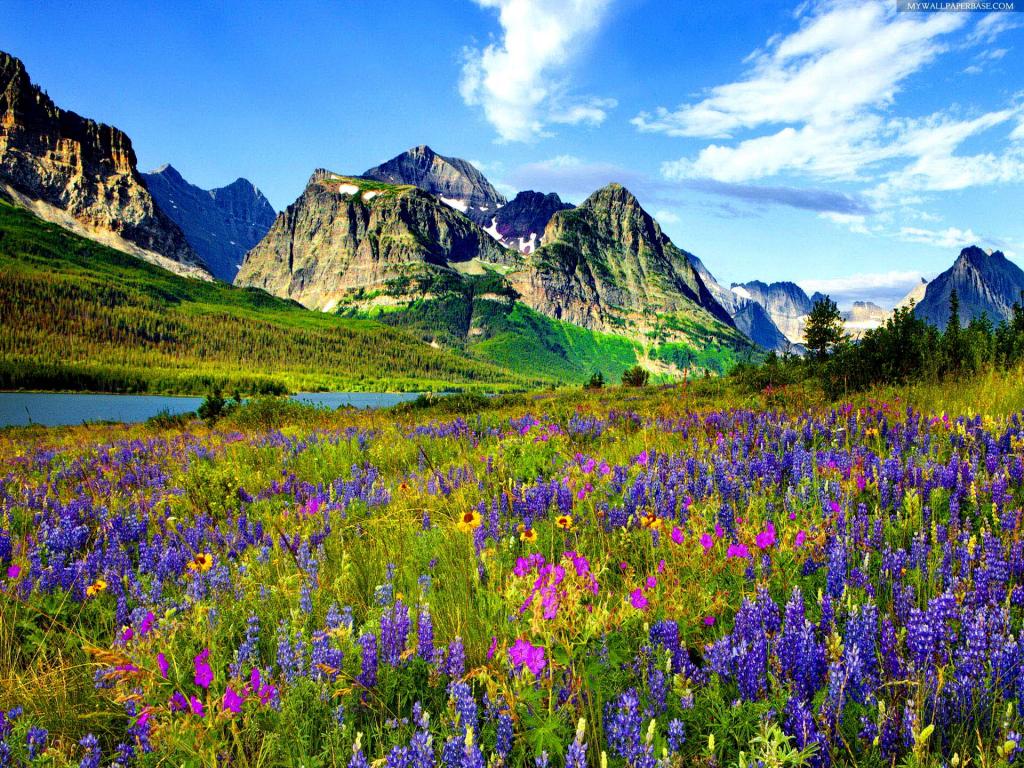 Mountain Flowers HD desktop wallpaper Widescreen High Definition
