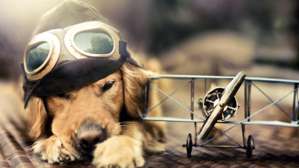 Pilotdog HD desktop wallpaper Widescreen High Definition Fullscreen