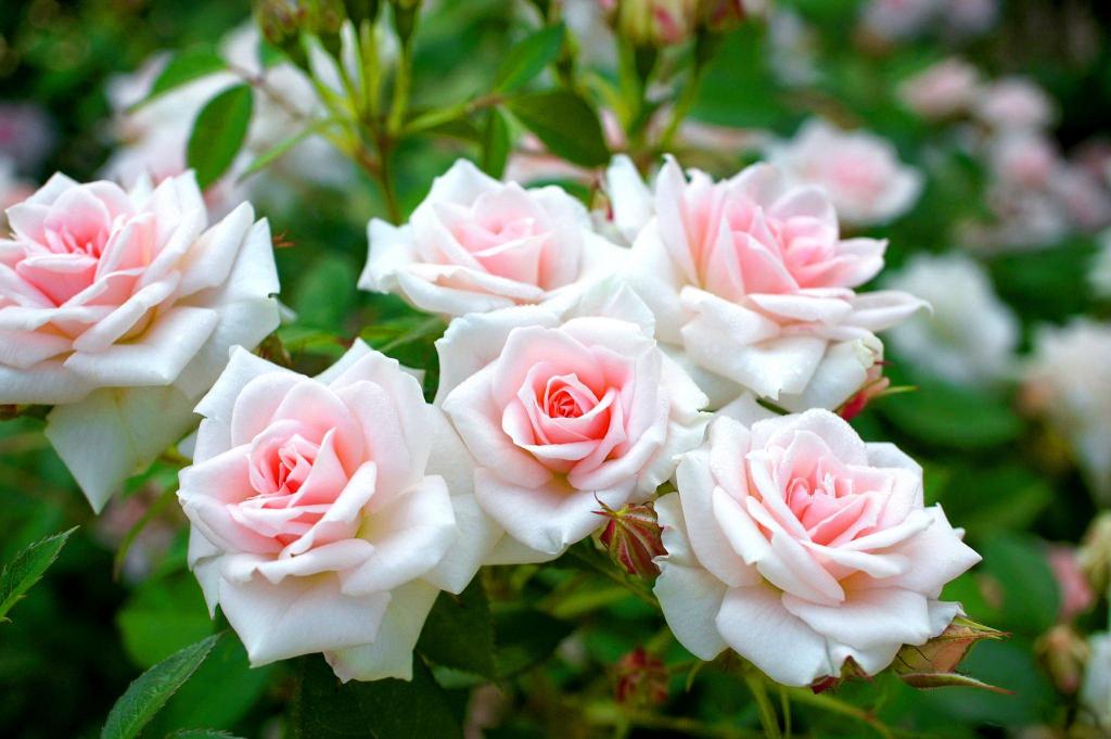 Rose Bush HD desktop wallpaper Widescreen High Definition Fullscreen