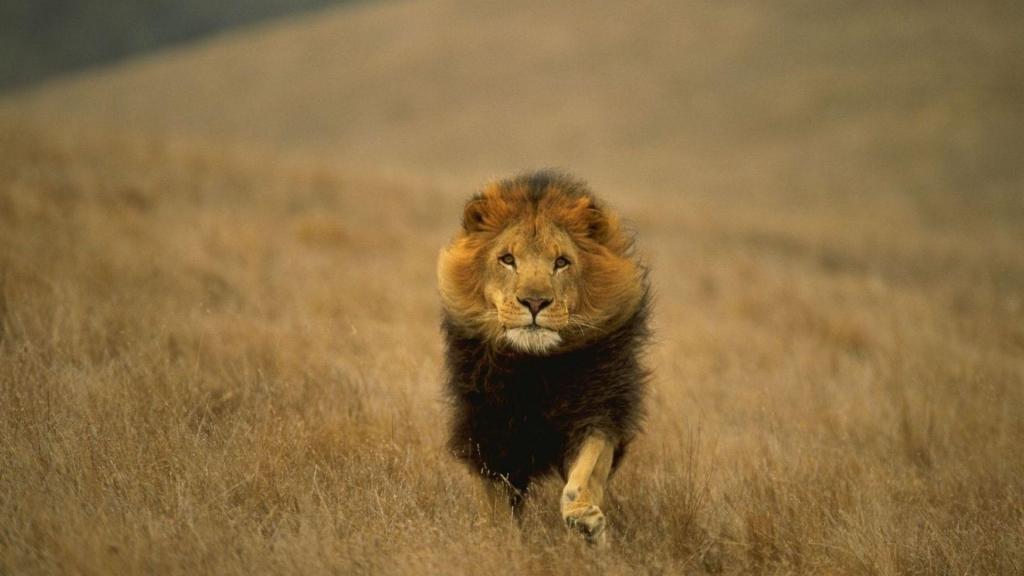 Running Lion HD desktop wallpaper Widescreen High Definition