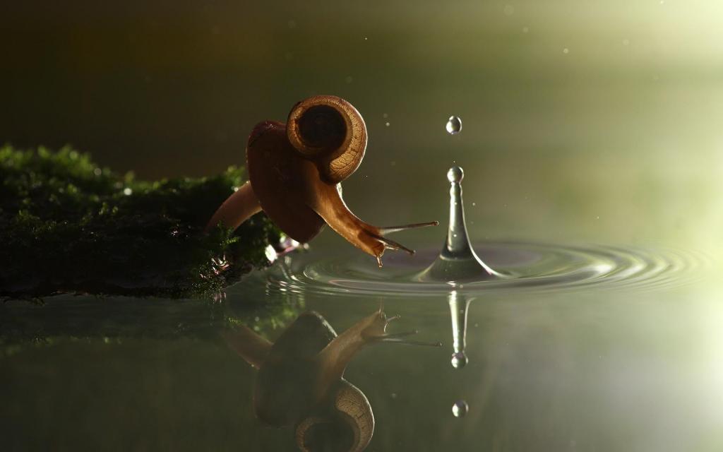 Snail Drinking Water HD desktop wallpaper Widescreen High Definition Fullscreen