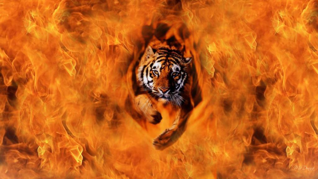 Tiger From The Flames HD desktop wallpaper Widescreen High