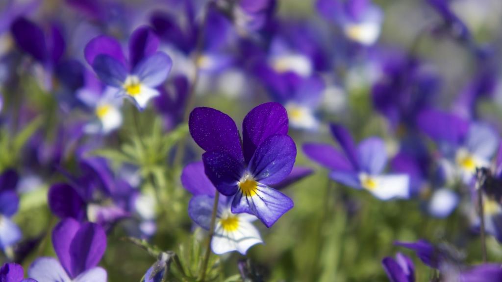 Violets HD desktop wallpaper Widescreen High Definition Fullscreen