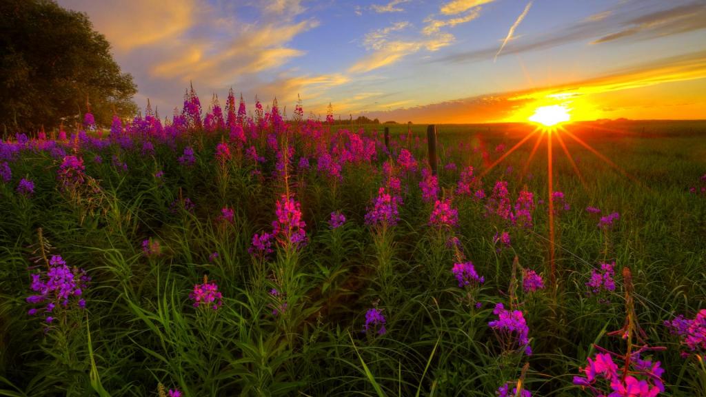 Wild Flowers Sunset HD desktop wallpaper Widescreen High