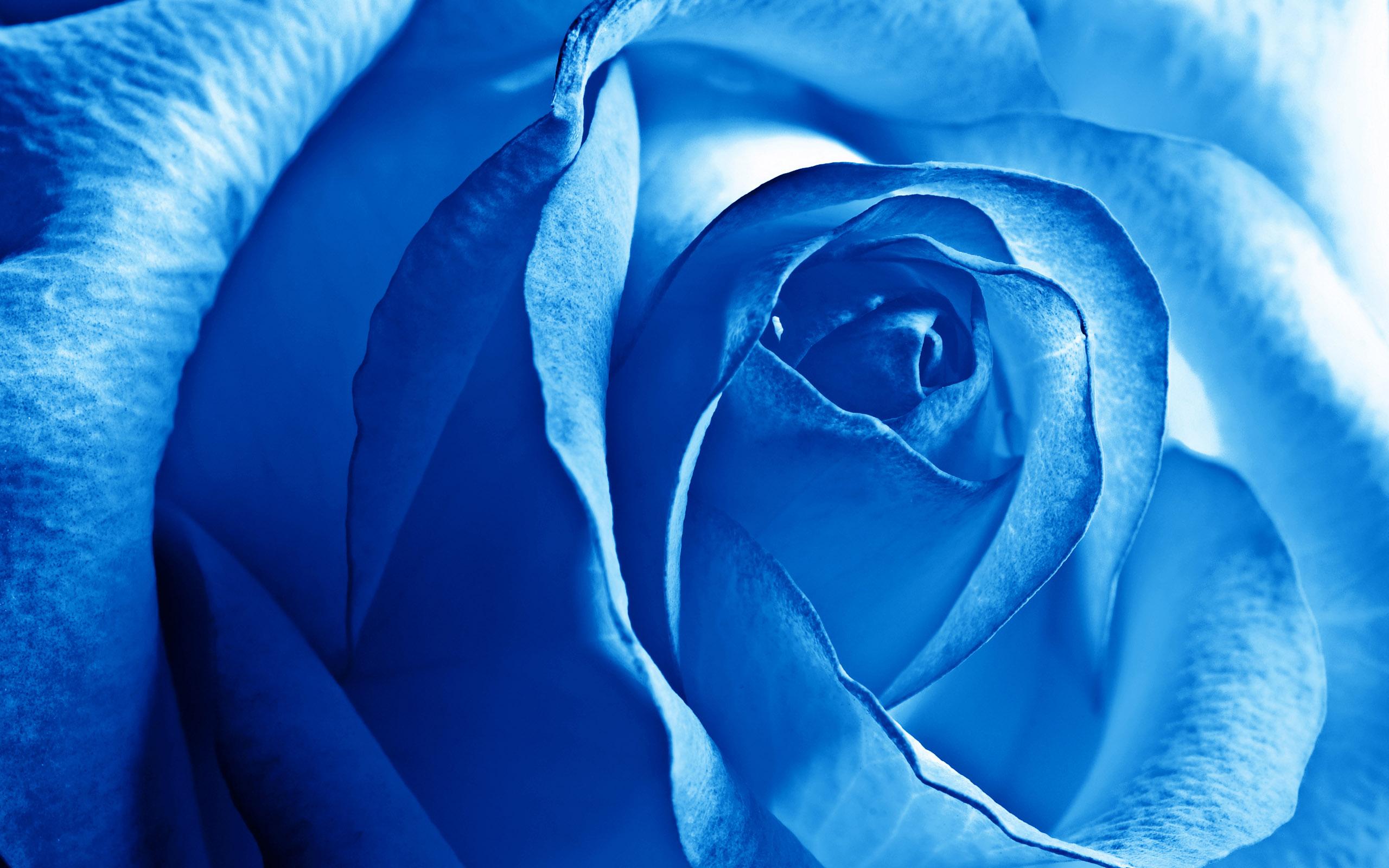 Blue Rose HD Desktop Wallpaper Widescreen High Definition Vollbild
