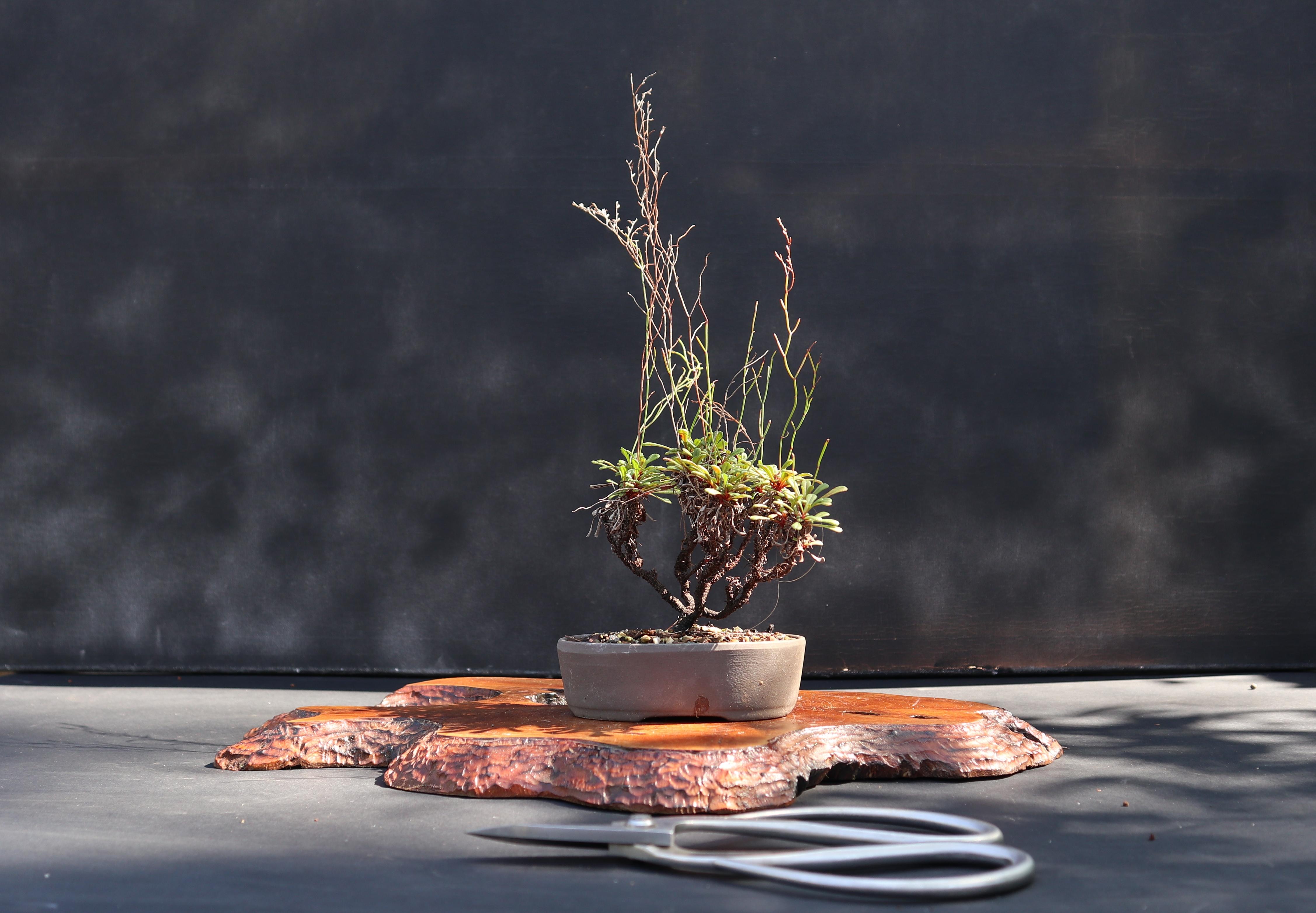 Wallpaper Bonsai Tree Floristry Hd Widescreen High Definition Fullscreen