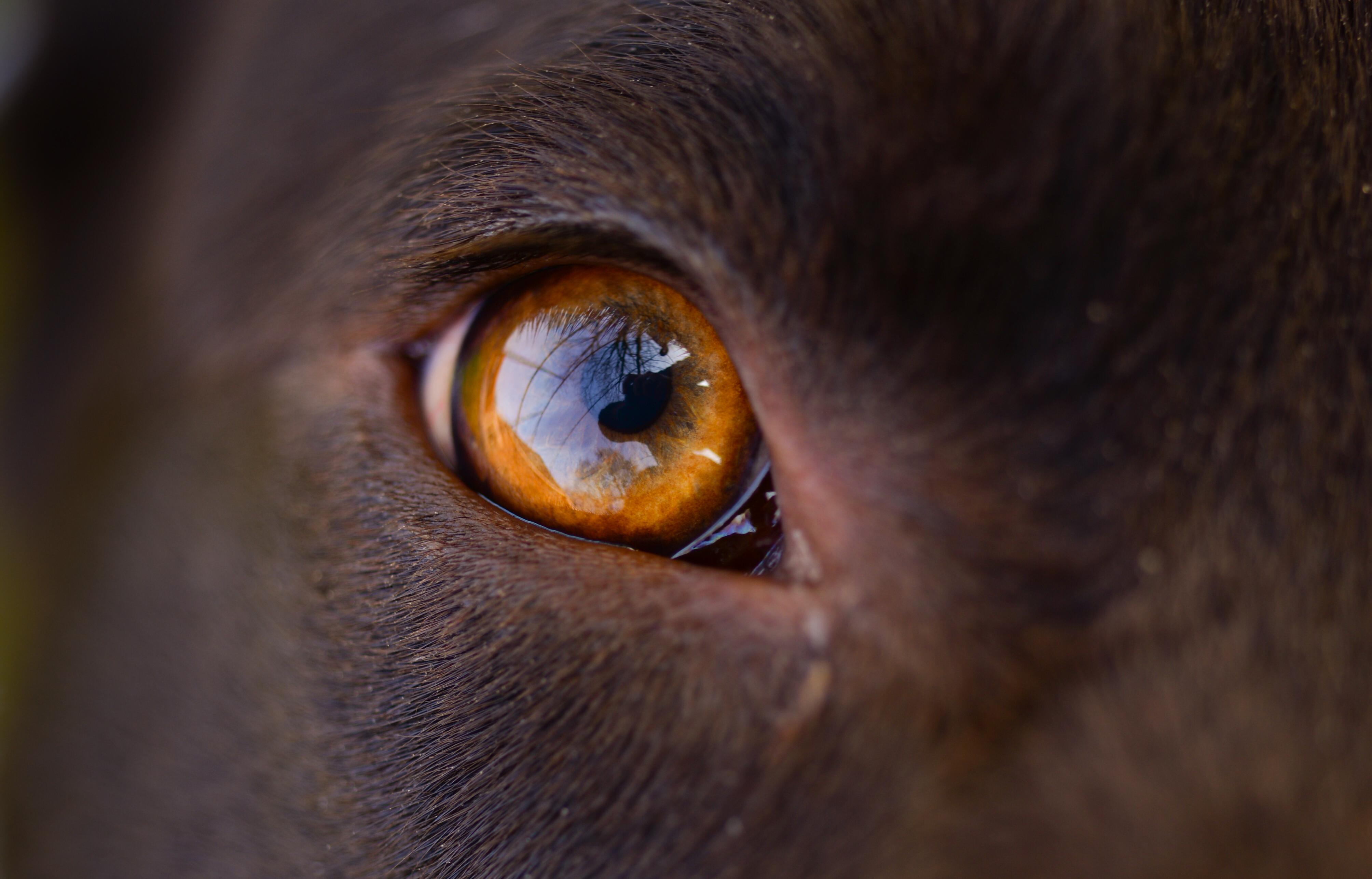 wallpaper eye, macro, dog, reflection HD Widescreen High Definition