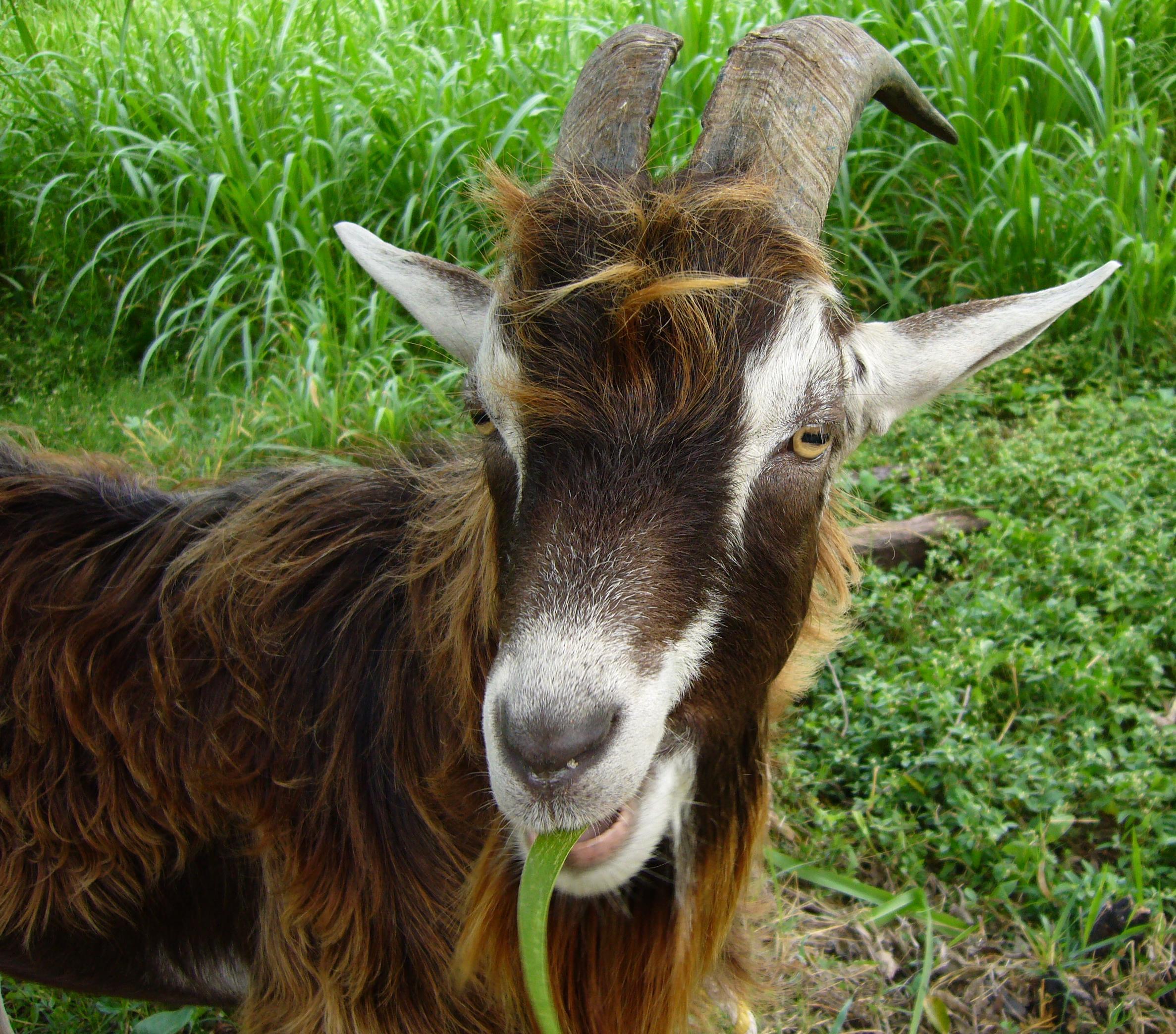 Goat Cabra HD desktop wallpaper Widescreen High Definition