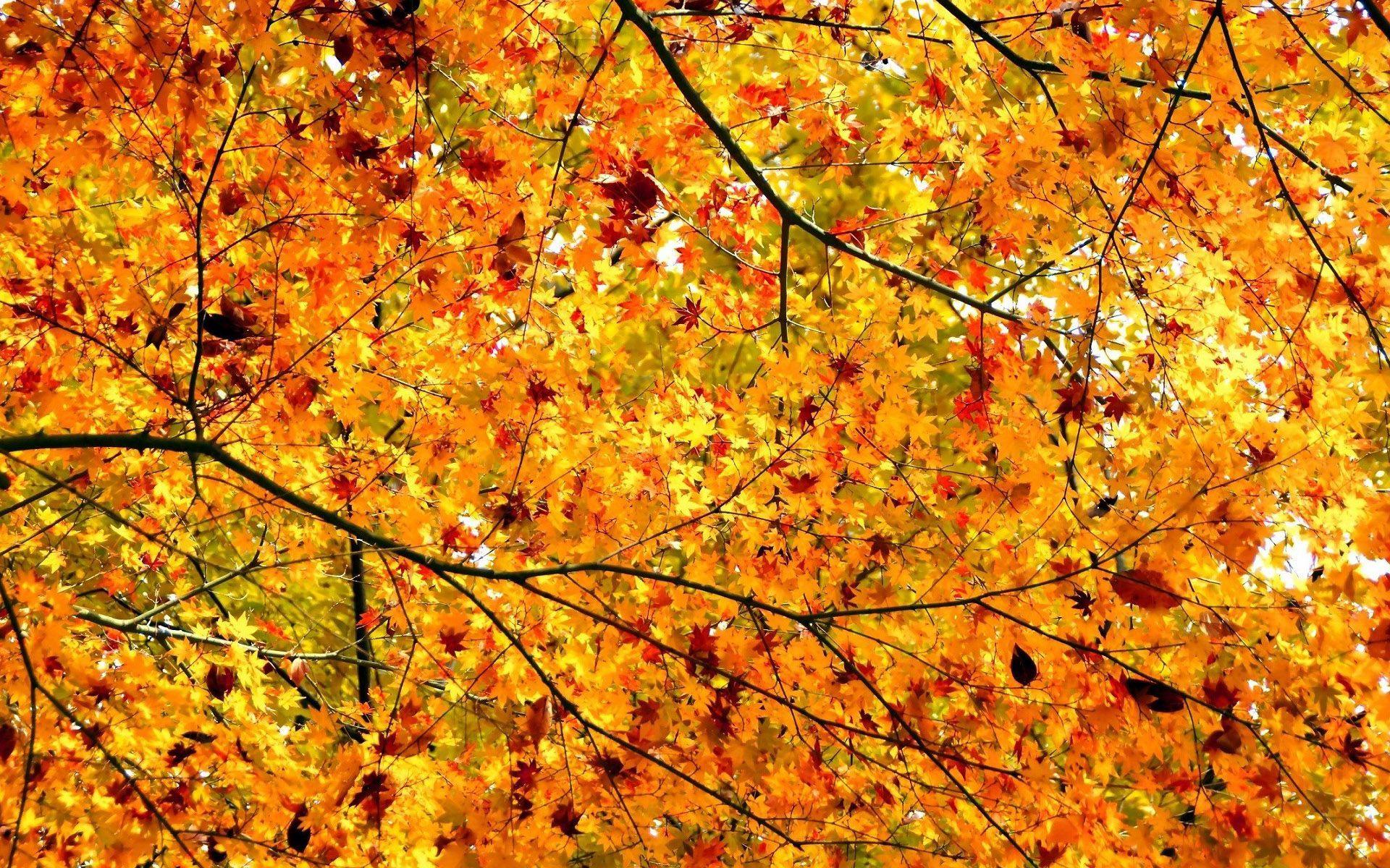 Golden branches HD desktop wallpaper Widescreen High Definition