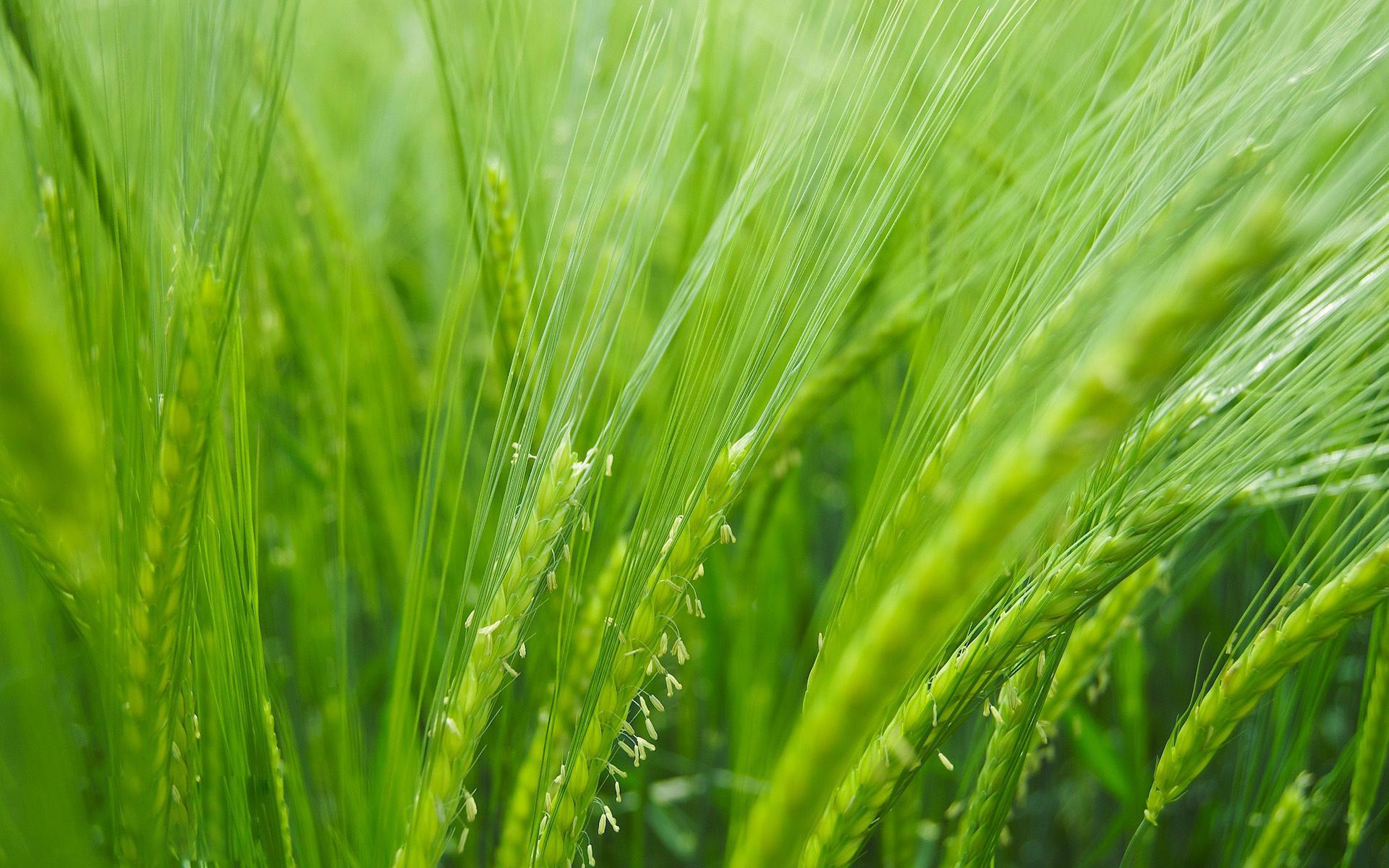Green Barley HD desktop wallpaper Widescreen High Definition