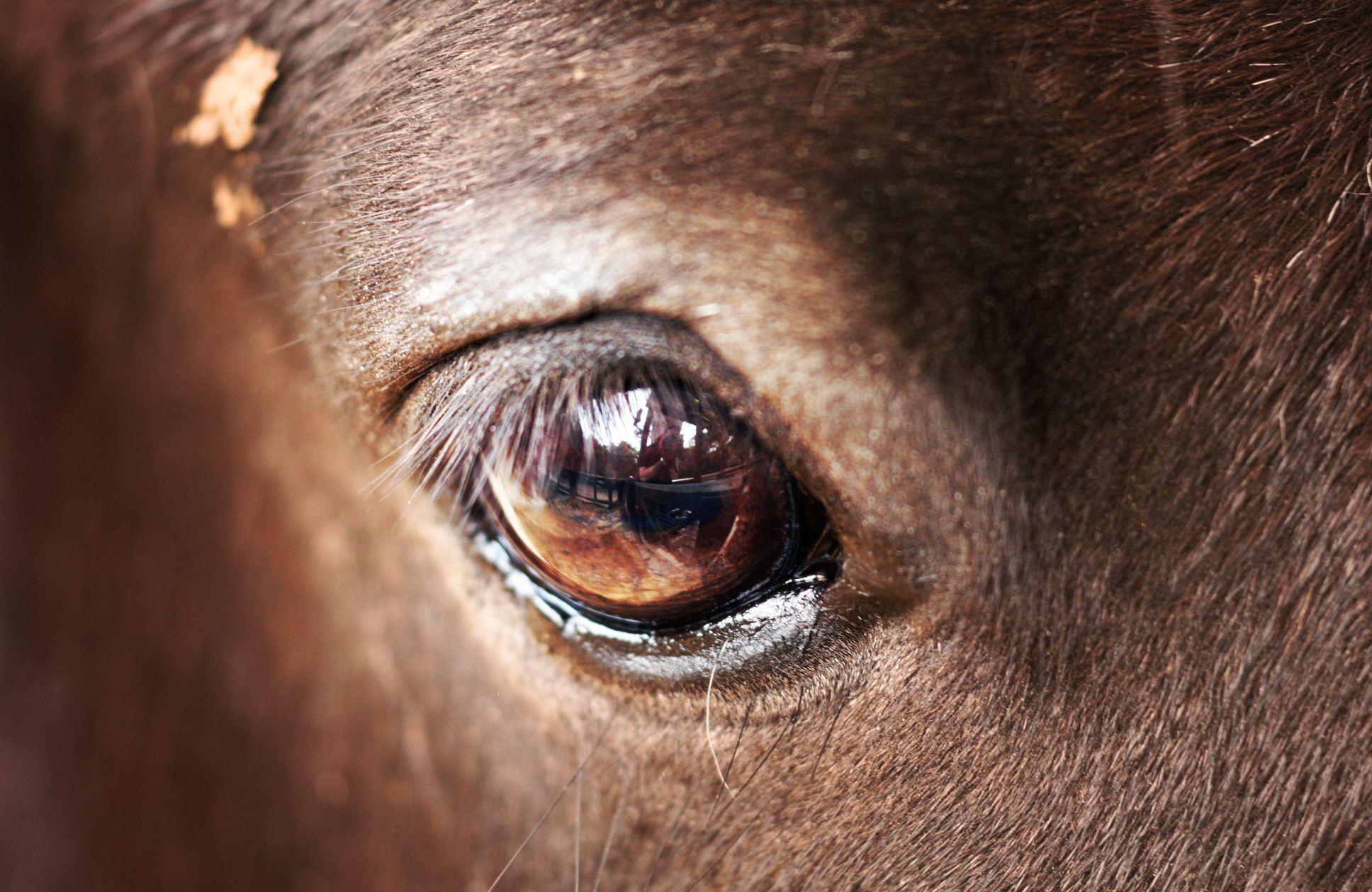 caballo ojo hd fondo de escritorio pantalla ancha de alta definición