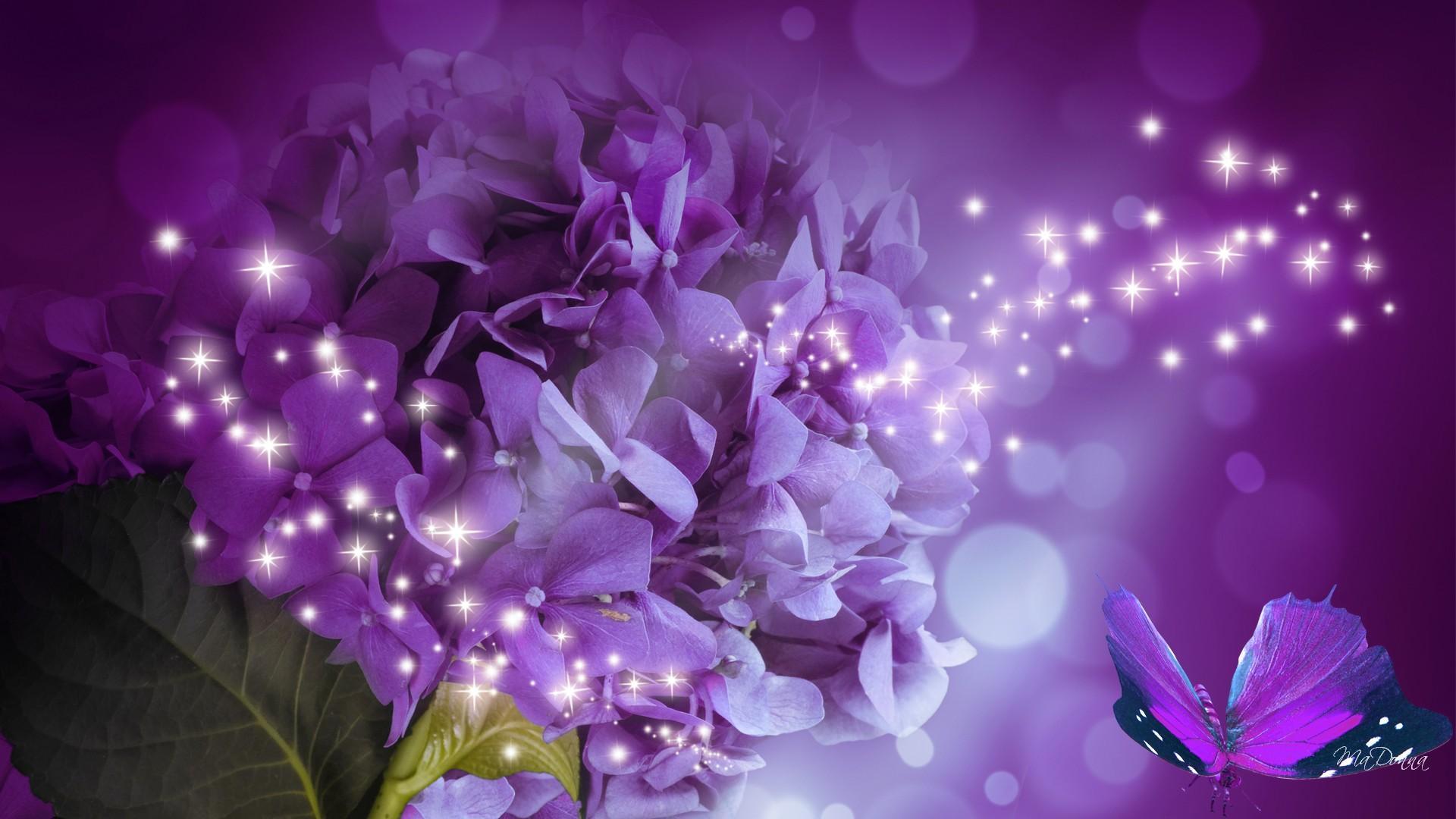 Hydrangea Sparkle HD desktop wallpaper Widescreen High Definition