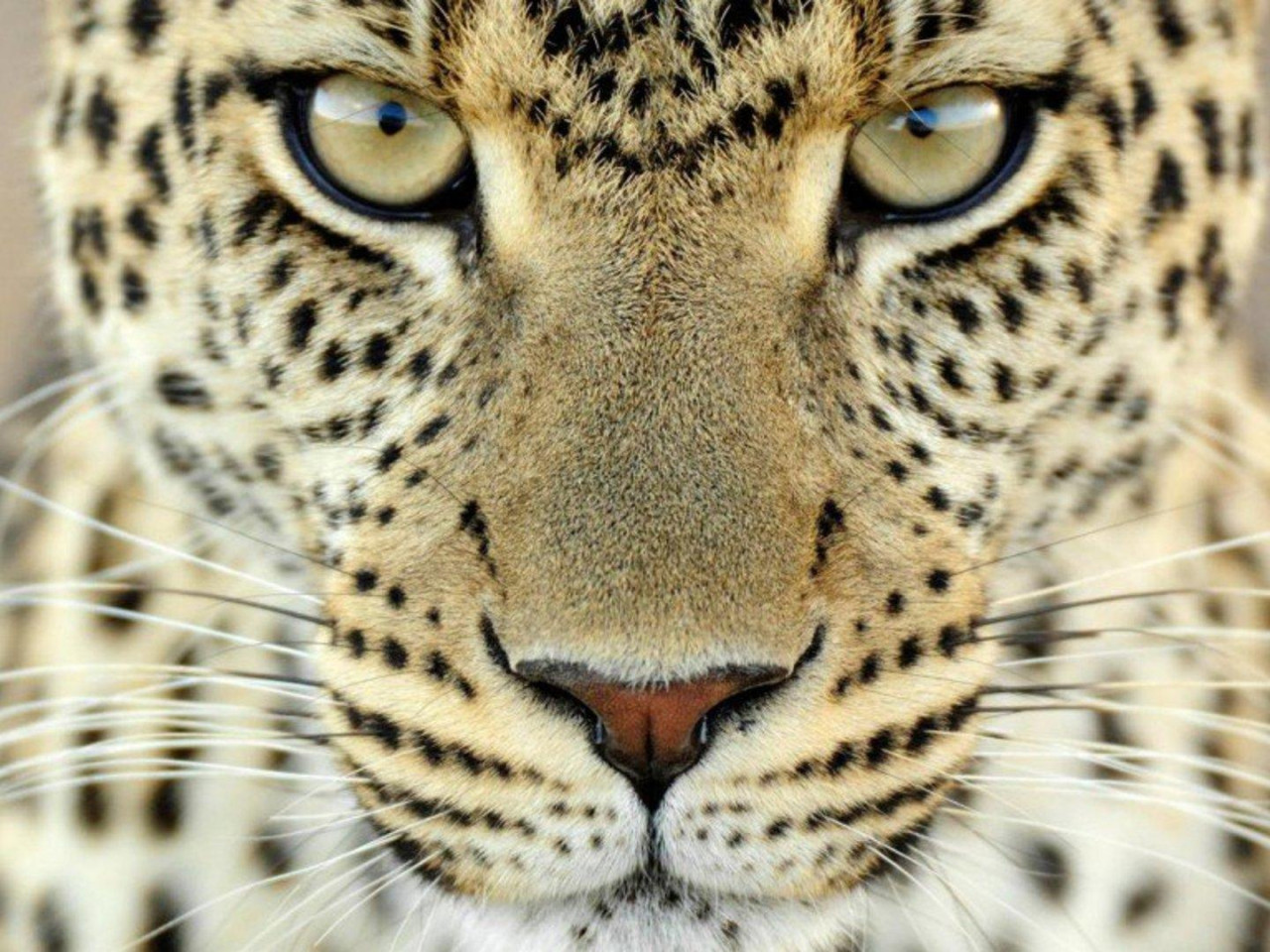 Leopard Face HD desktop wallpaper Widescreen High Definition