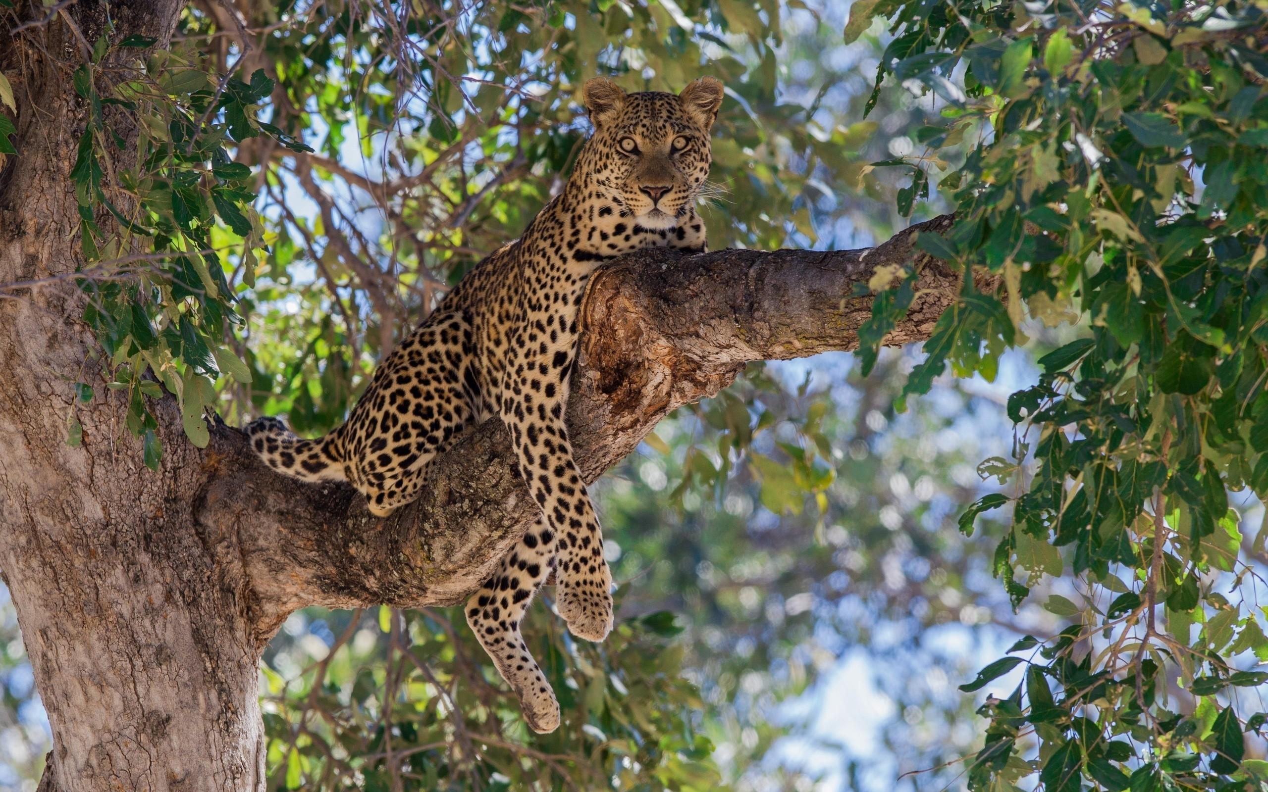 wallpaper leopard, predator, tree, lie, branch HD Widescreen High