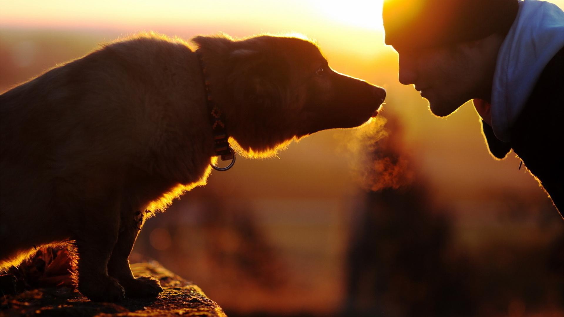 Man Dog HD desktop wallpaper Widescreen High Definition Fullscreen
