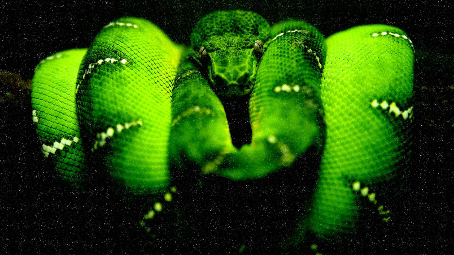 Midnight'green'tree'python HD desktop wallpaper Widescreen High