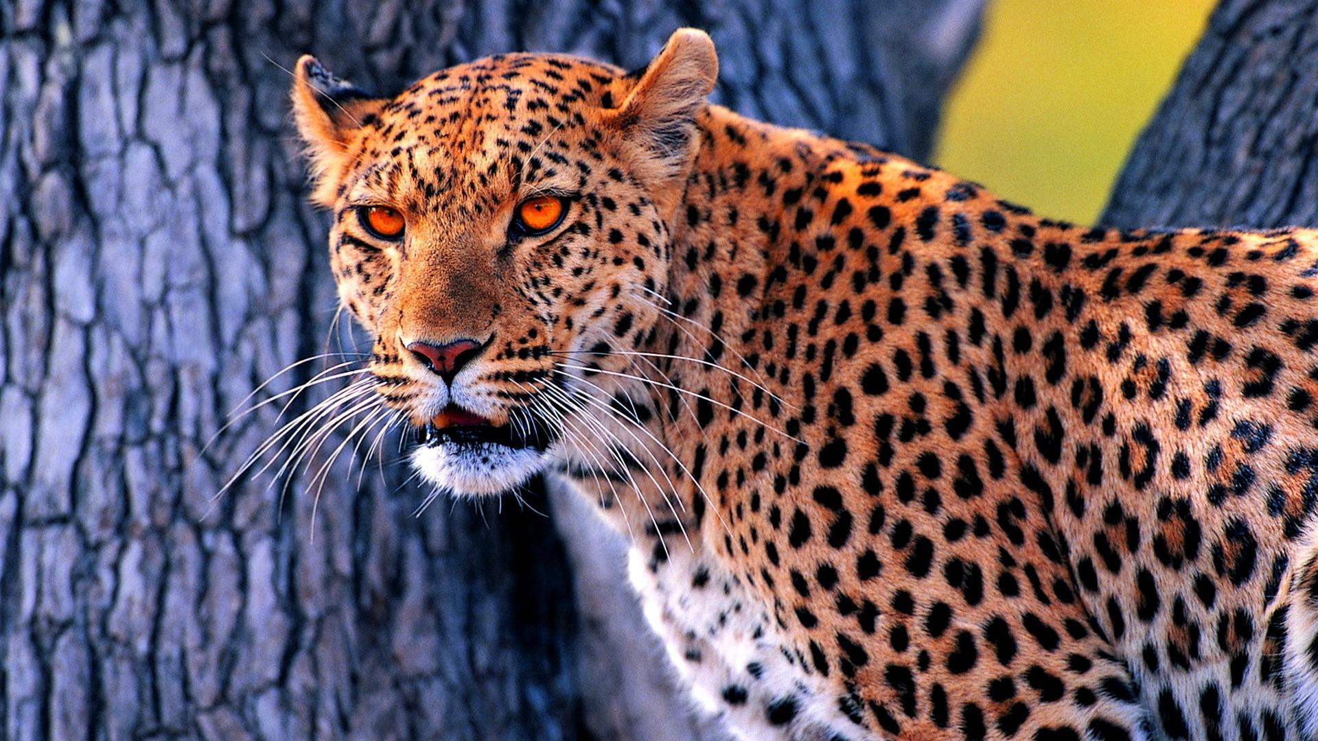 Orange Leopard HD desktop wallpaper Widescreen High Definition