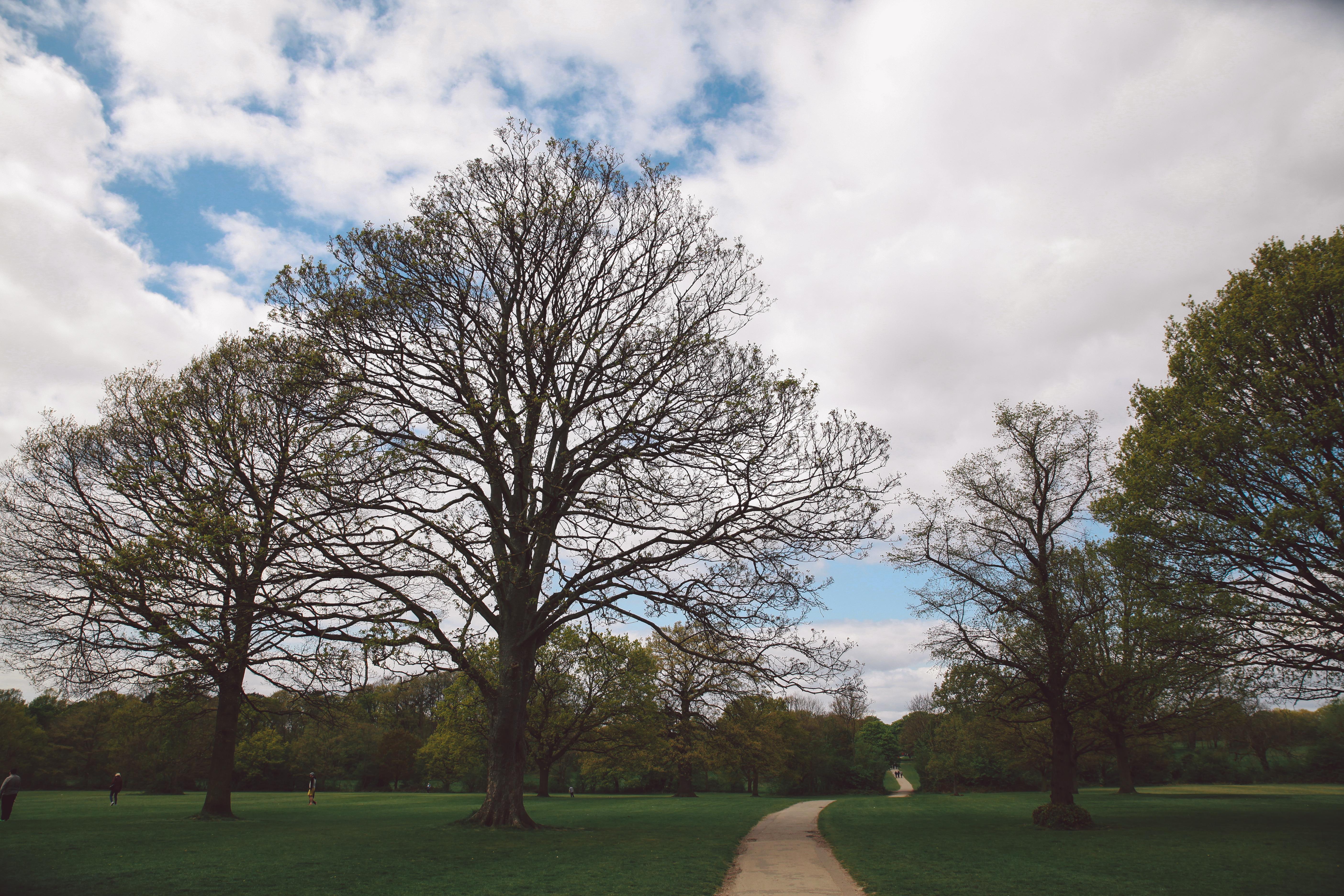 wallpaper park, path, trees, garden HD Widescreen High Definition