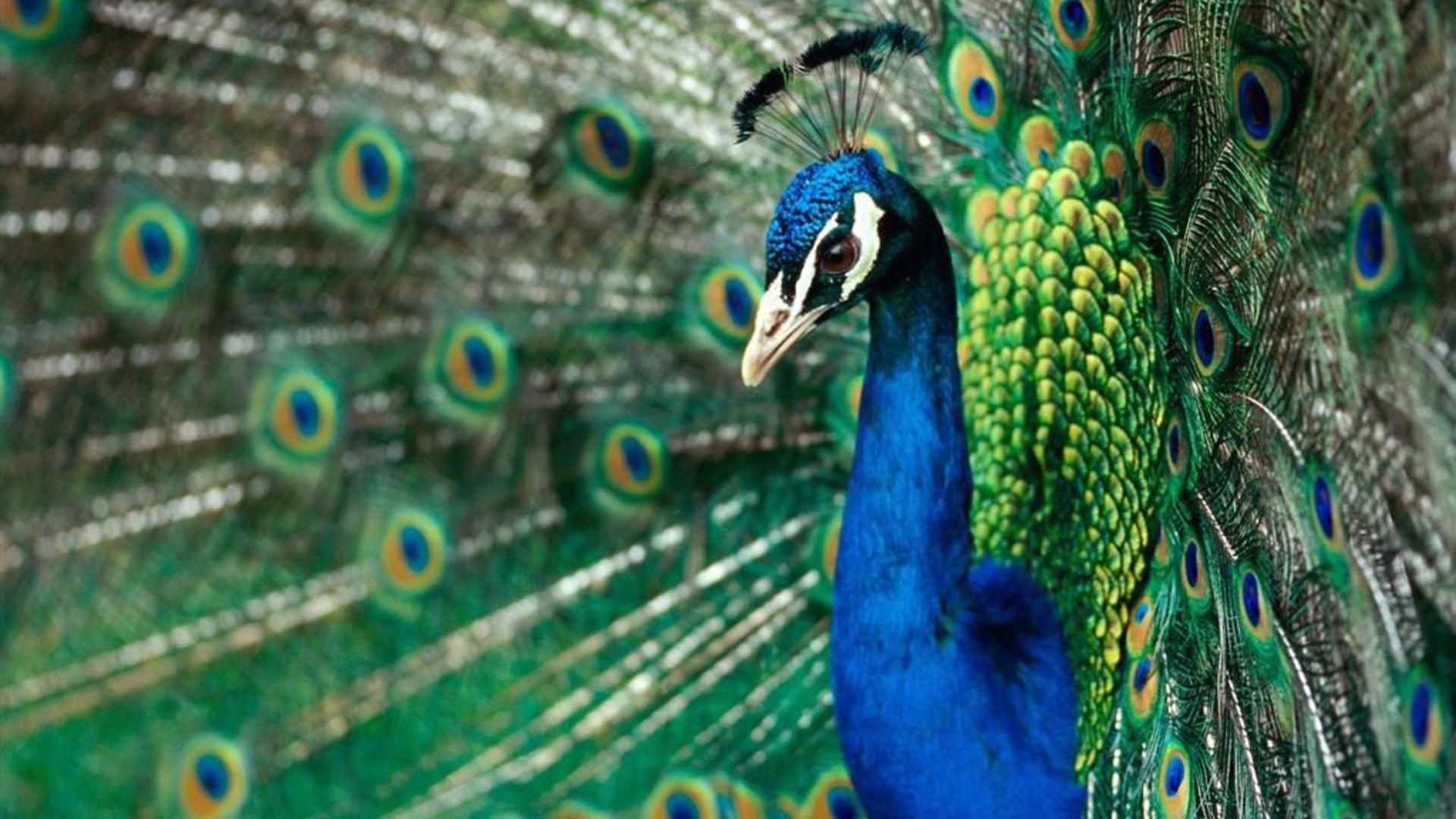 Pretty Peacock HD desktop wallpaper Widescreen High Definition