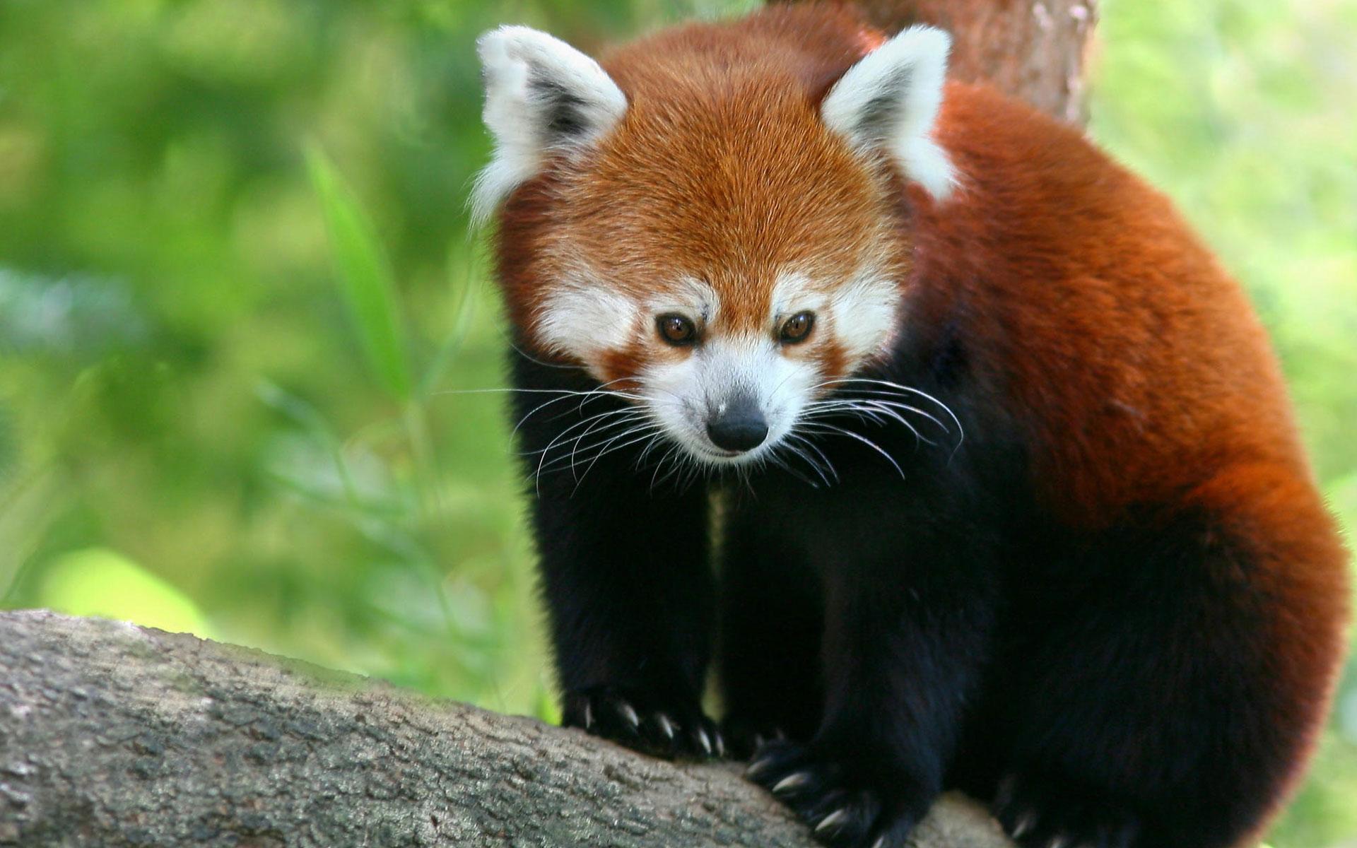 Red Panda HD Desktop Wallpaper Layar Lebar Definisi Tinggi FullScreen