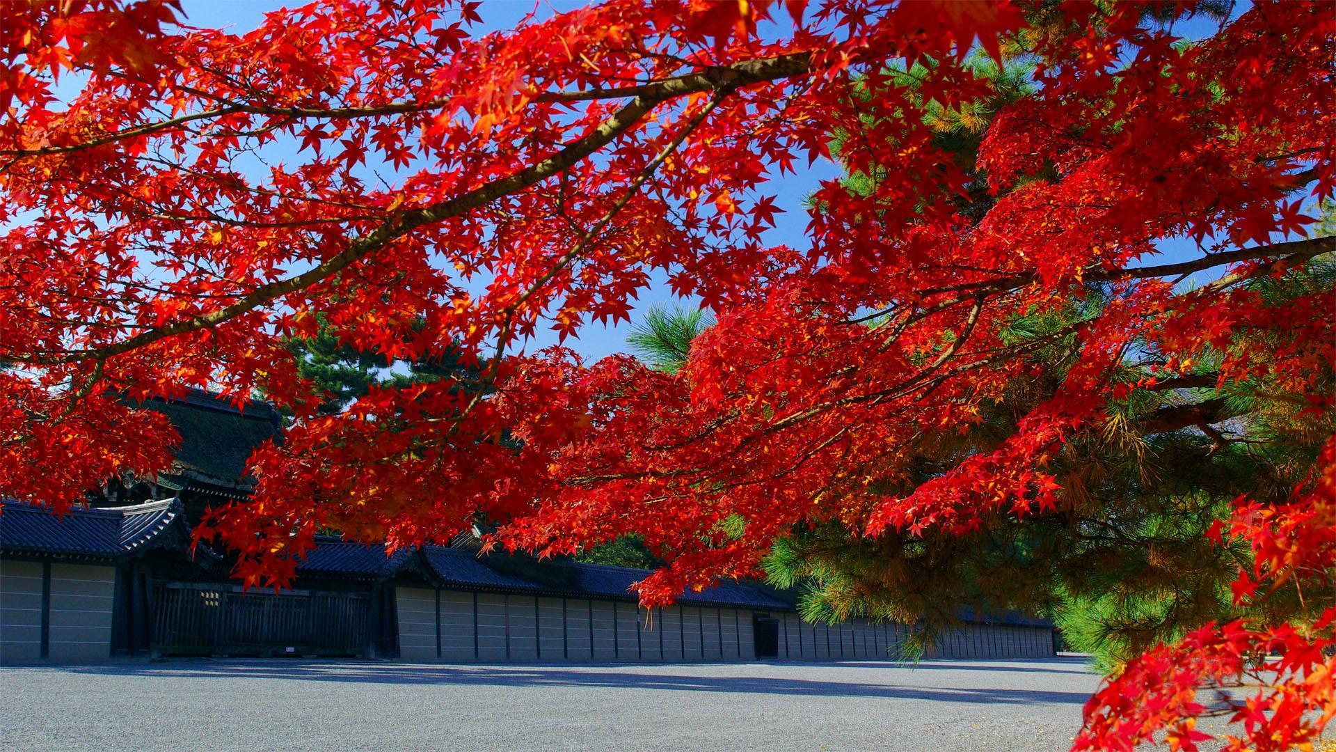 wallpaper Red Tree, Japan HD Widescreen High Definition Fullscreen
