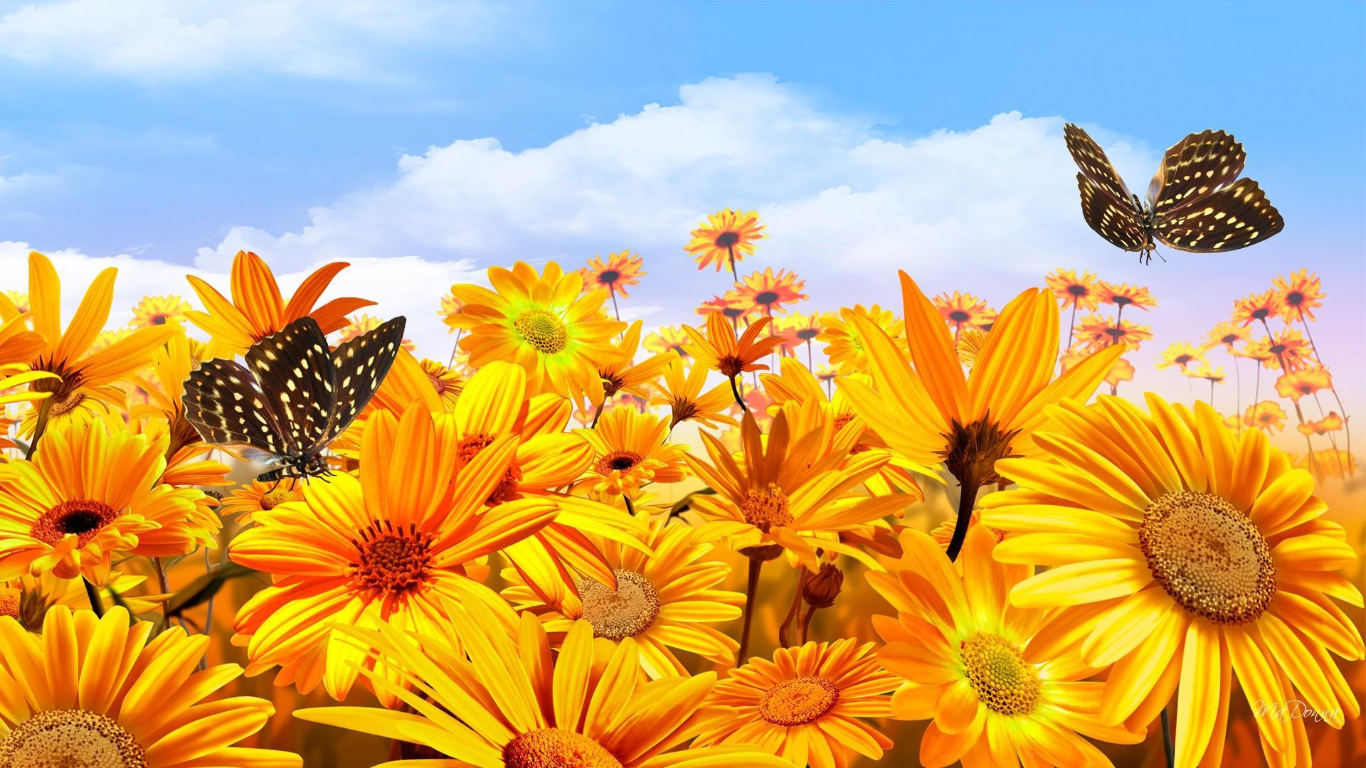 Sunshine Bright HD desktop wallpaper Widescreen High Definition