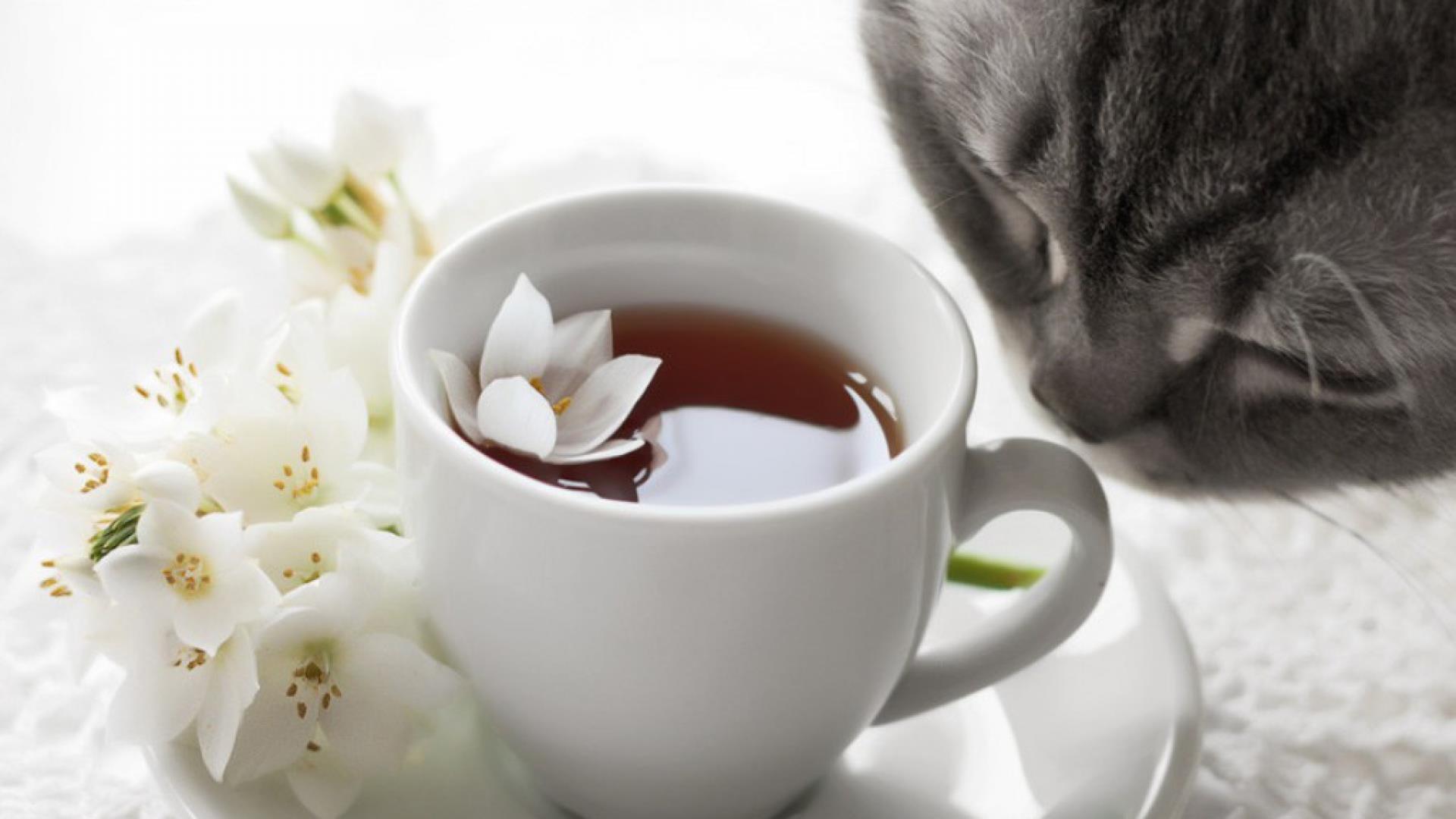 Tea Cat HD desktop wallpaper Widescreen High Definition Fullscreen