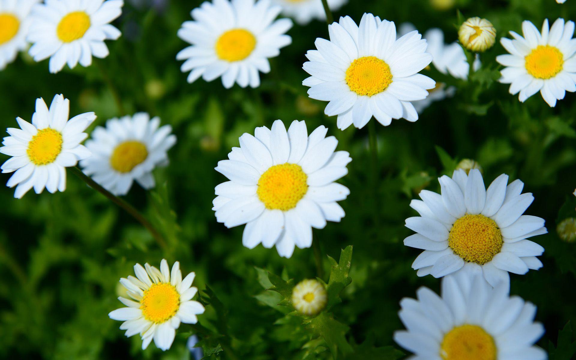 White daisies HD desktop wallpaper Widescreen High Definition