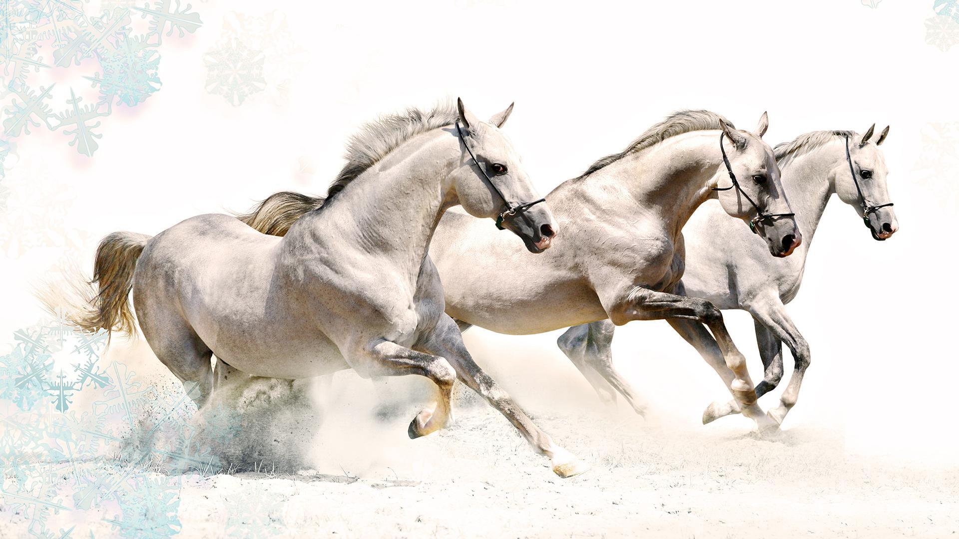 White Horses HD desktop wallpaper Widescreen High Definition