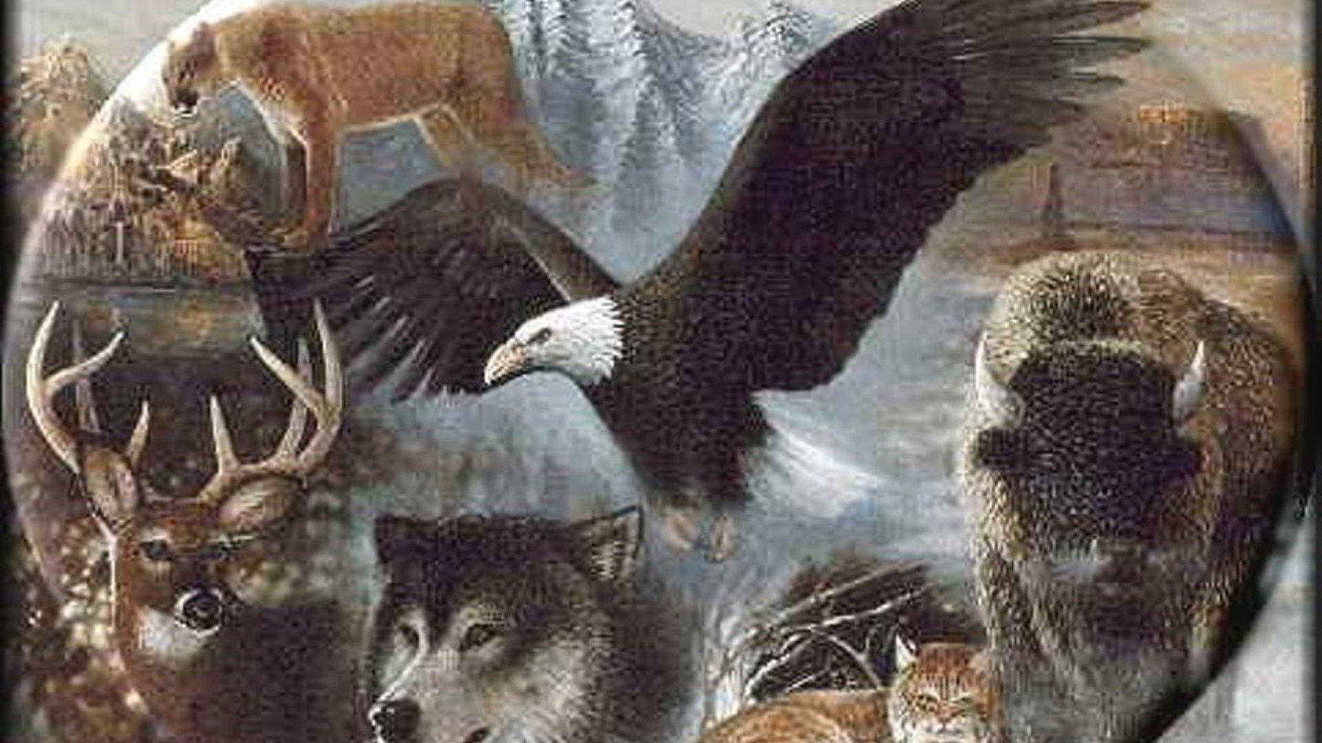 Wildlife HD desktop wallpaper Widescreen High Definition Fullscreen