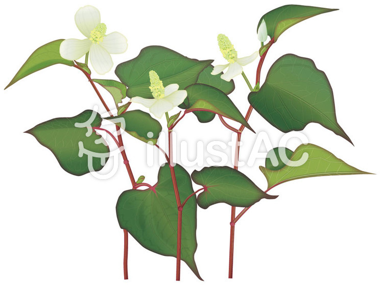 10 雑草 花 イラスト 25 Www Manggopoh Com