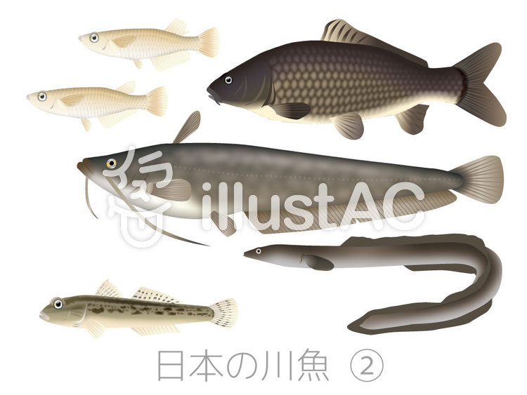 日本の川魚2イラスト No 398705／無料イラストなら「イラストAC」