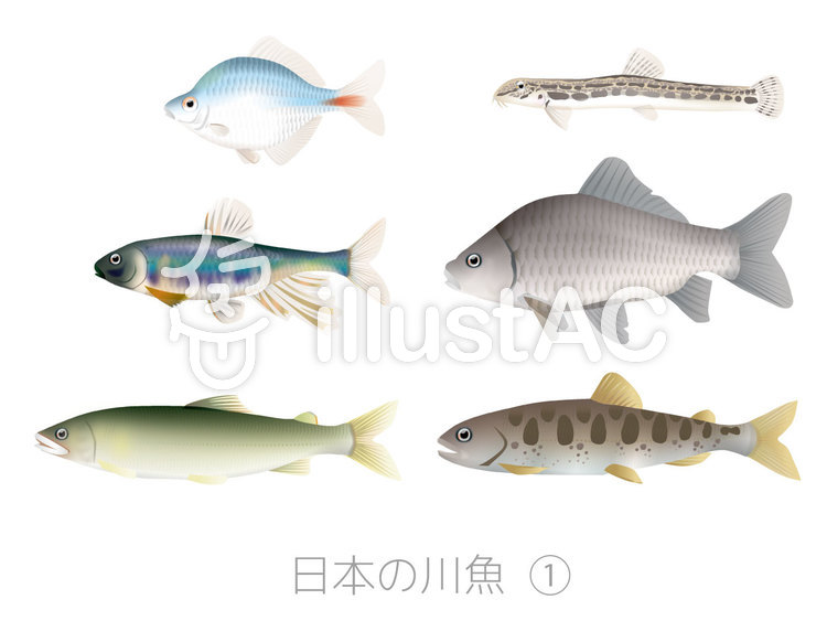 川 魚 淡水魚 イラスト