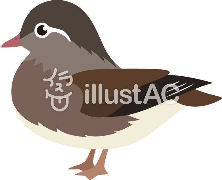 【2019年の最高】 おしどり イラスト イラスト画像ギャラリー